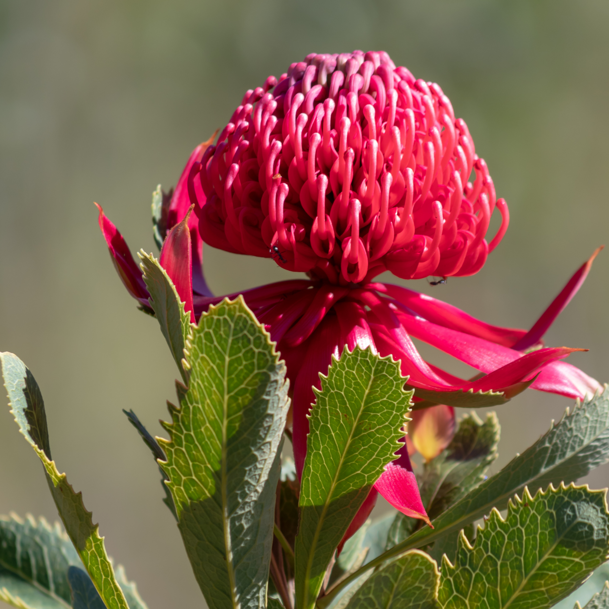 Waratah Gembrook - Telopea hybrida Gembrook