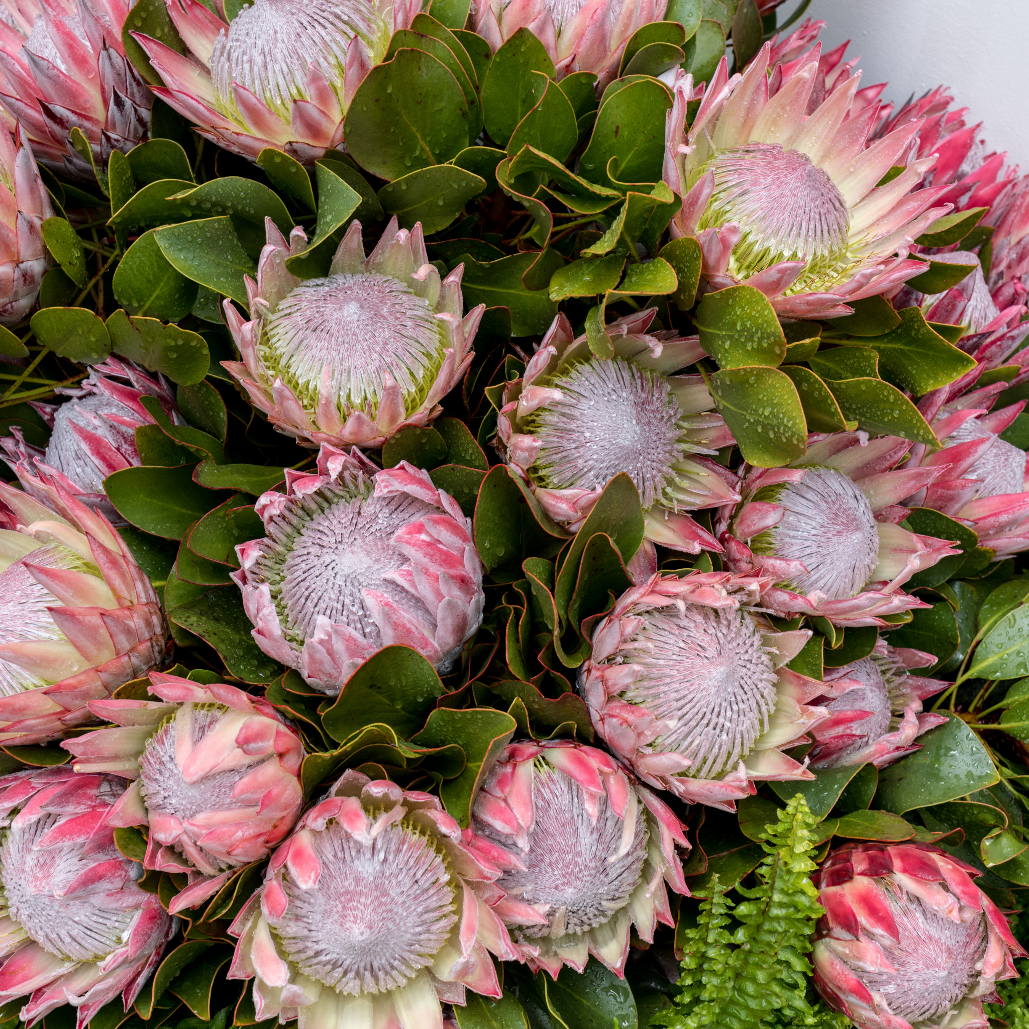 King Pink King Protea - Protea cynaroides King Pink