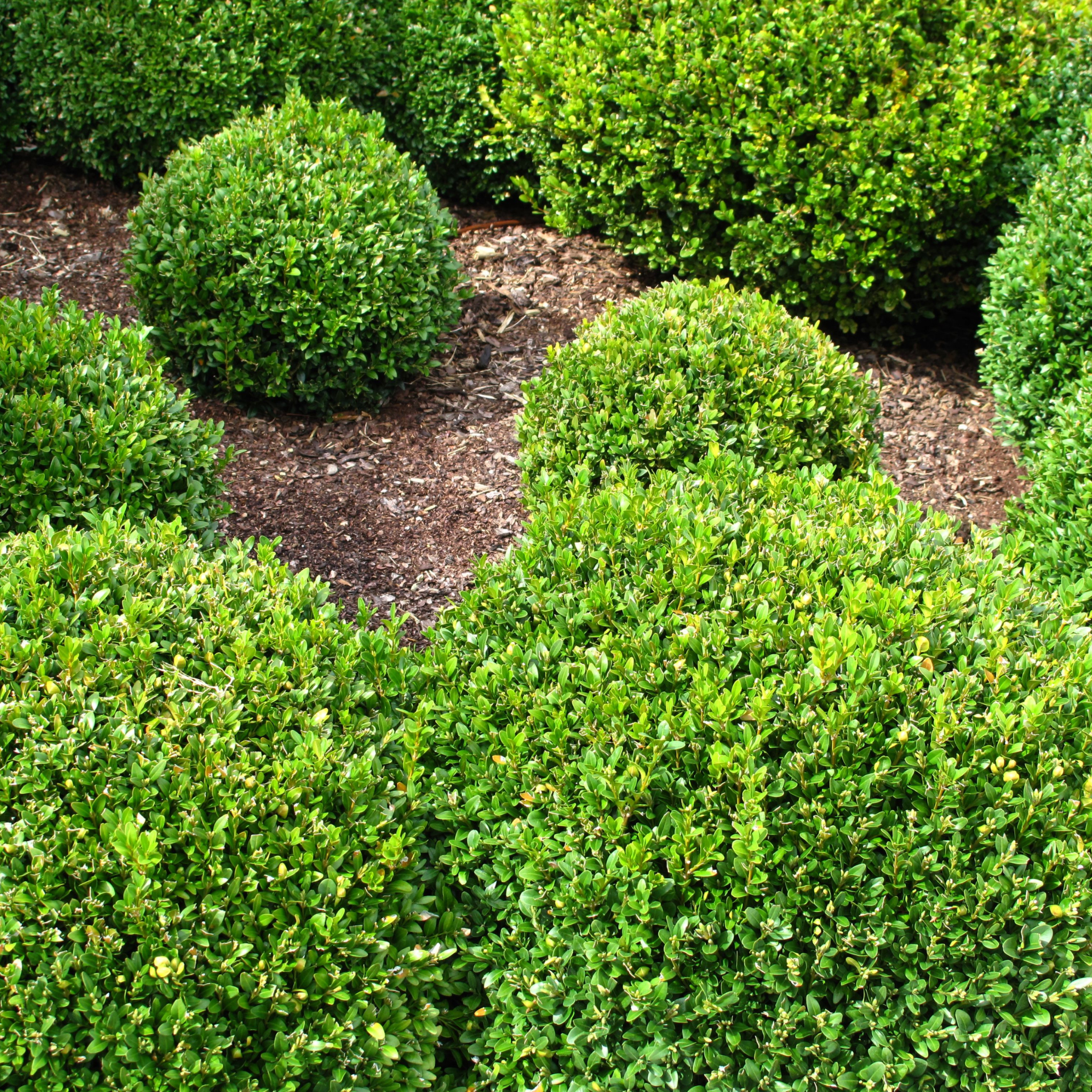 Neatly trimmed green shrubs in a garden setting