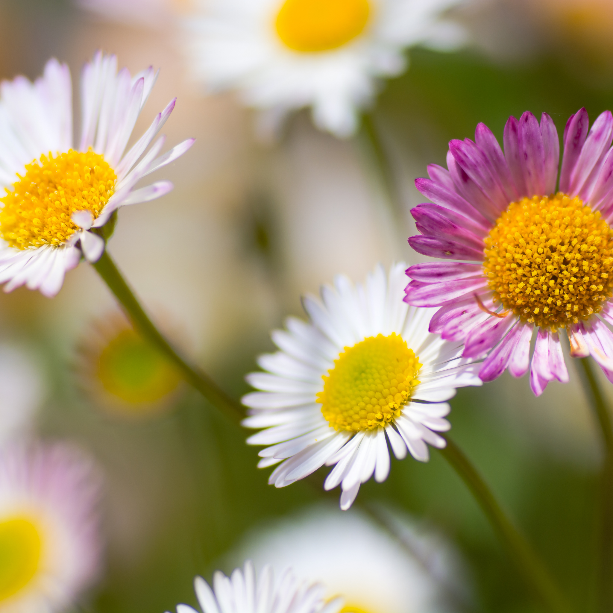 Seaside Daisy - Erigeron karvinskianus