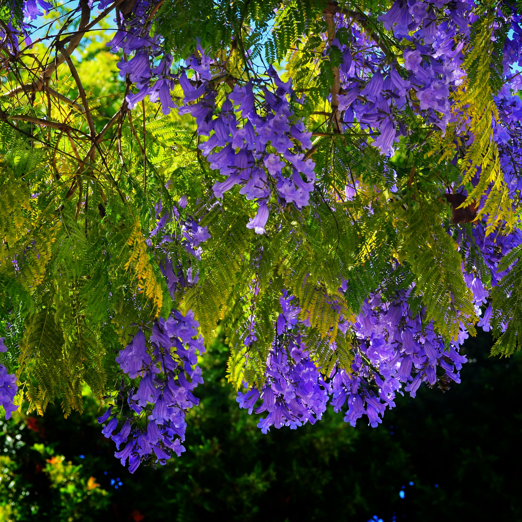 Blue Jacaranda - Jacaranda mimosifolia