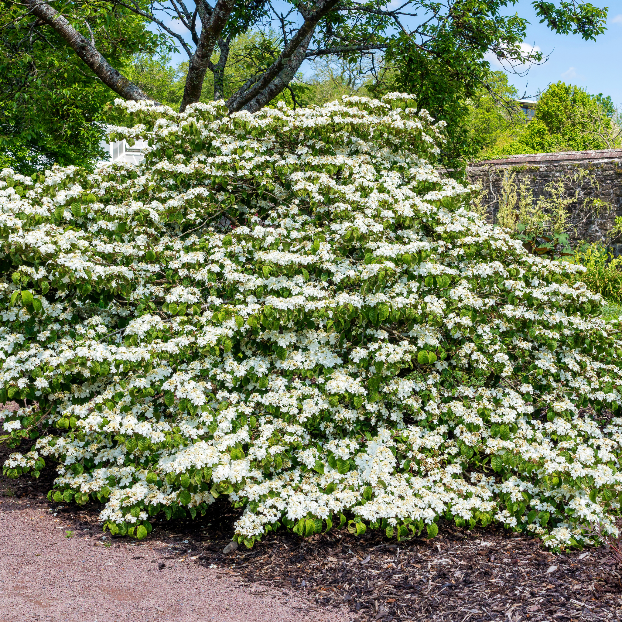 Viburnum plicatum Japanese snowball - Viburnum plicatum tomentosum Mariesii