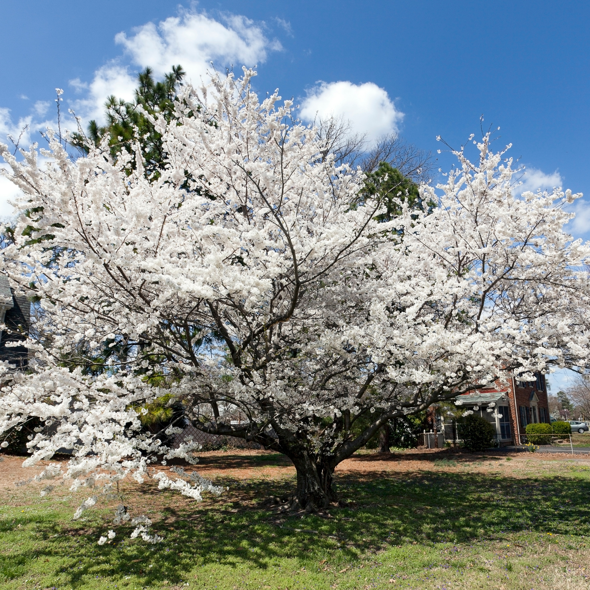 Ornamental Callery Pear Bradford - Pyrus calleryana Bradford