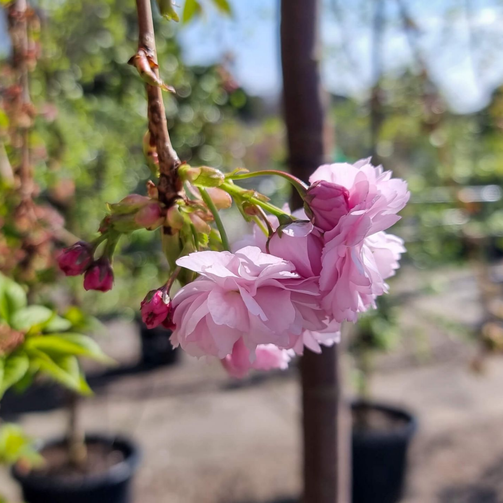 Pink cherry blossoms in a garden setting with blurred background