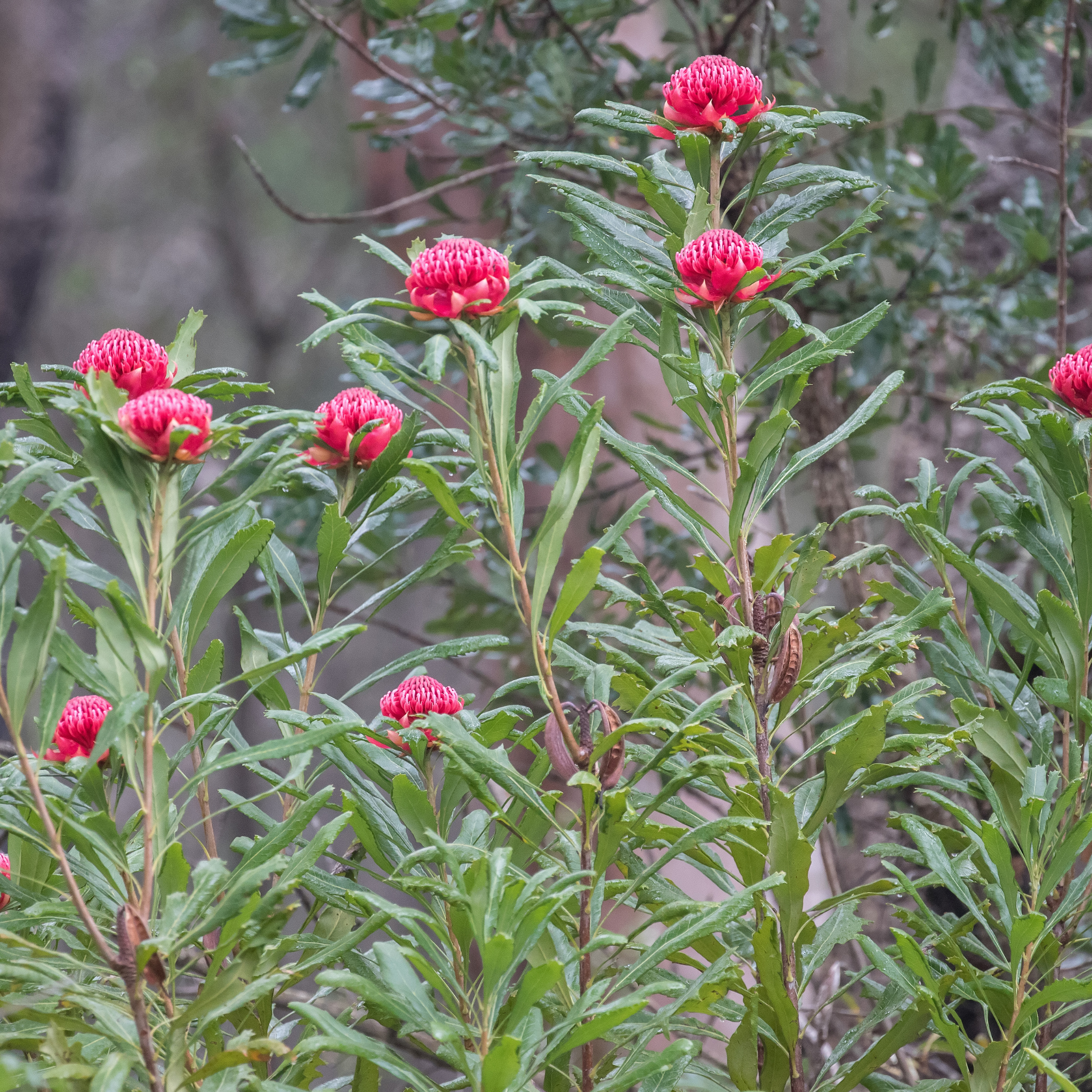 Waratah Gembrook - Telopea hybrida Gembrook
