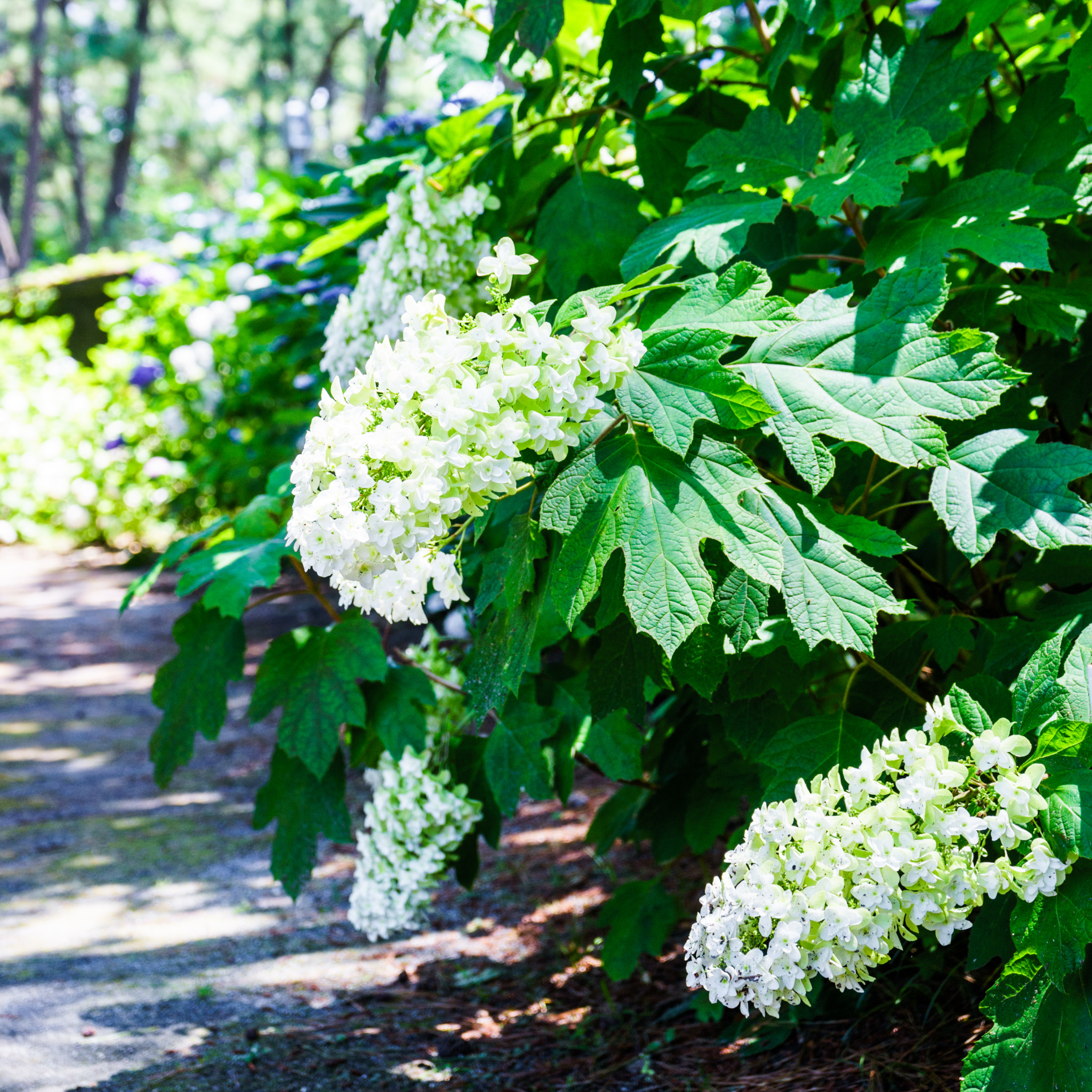 Oakleaf Hydrangea - Hydrangea quercifolia 'Snow Queen'