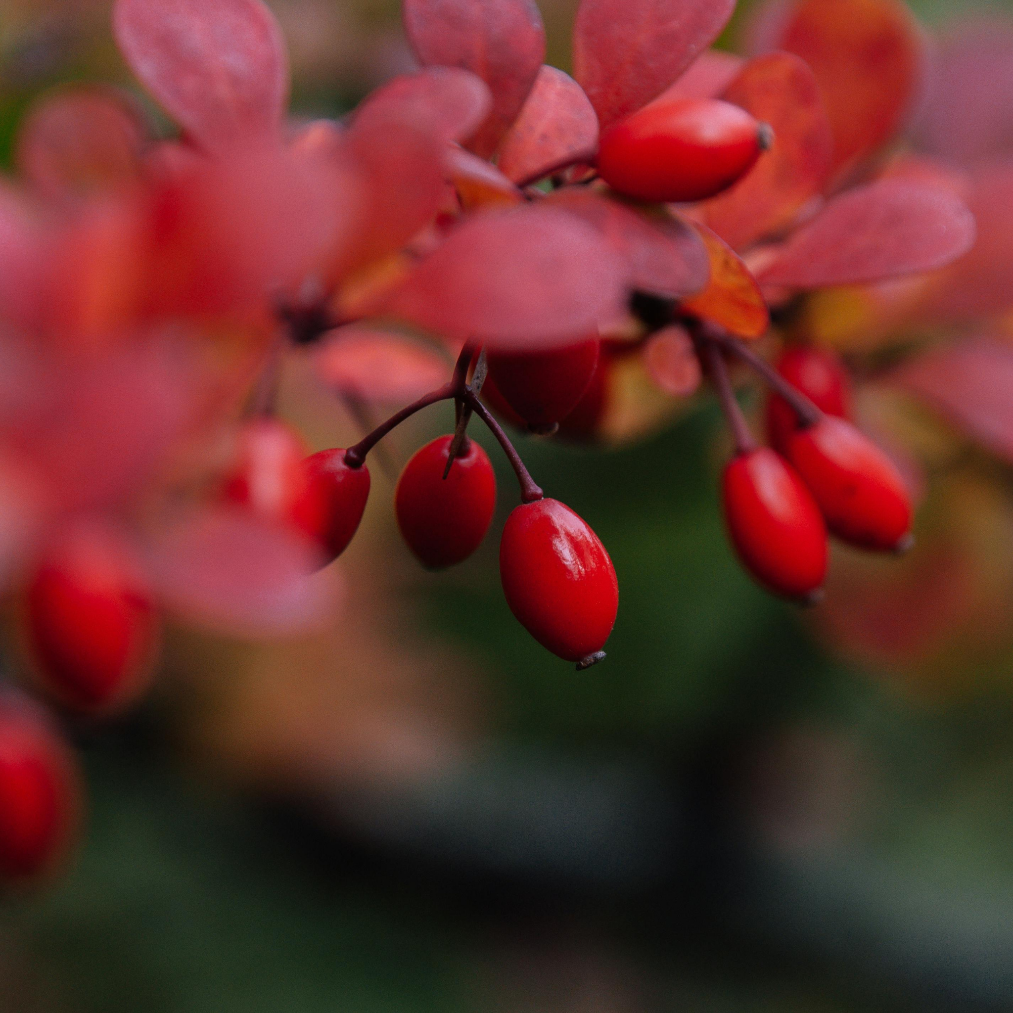 Purple Japanese Barberry Rose Glow - Berberis thunbergii atropurpurea 'Rose Glow'