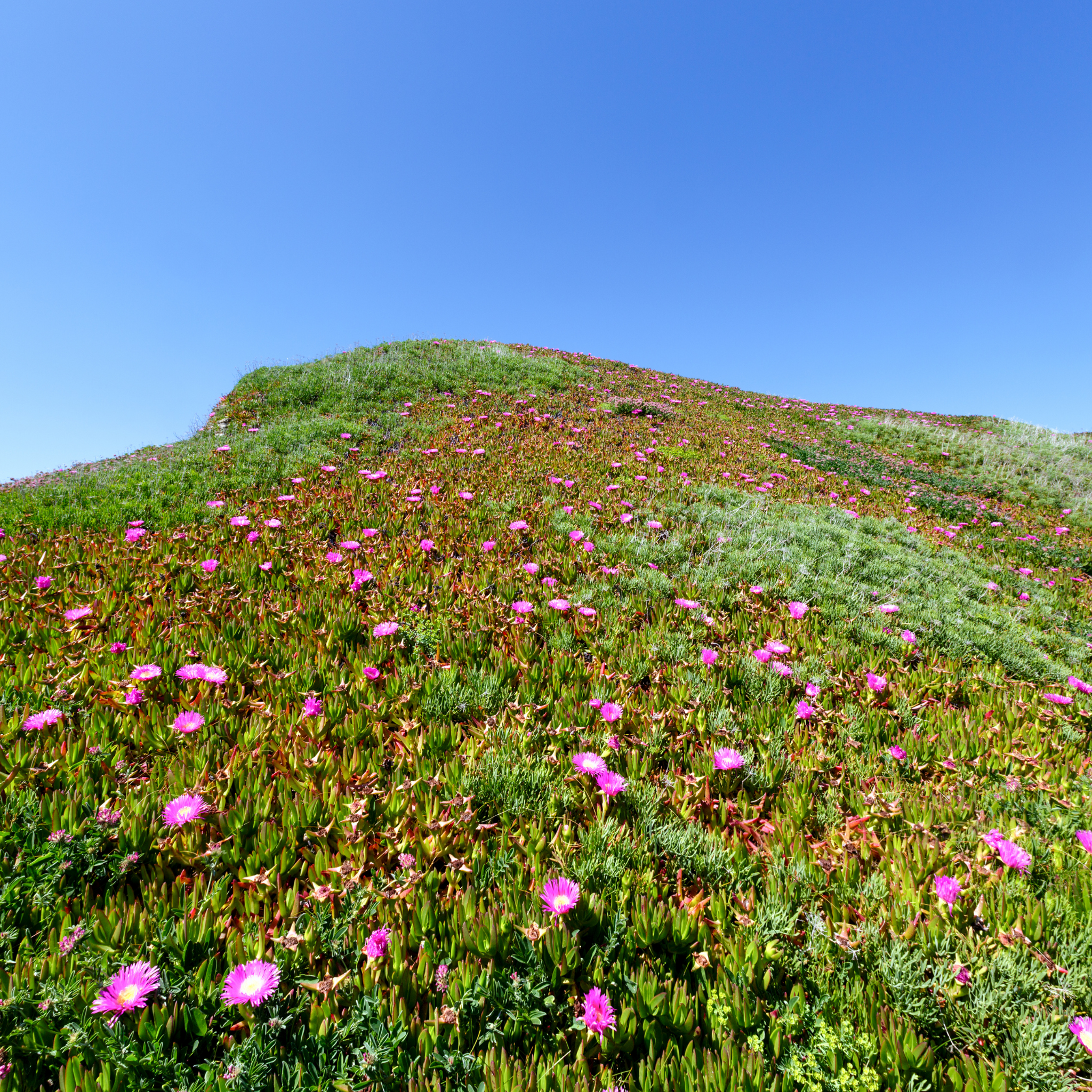 Native Pigface - Carpobrotus rossii