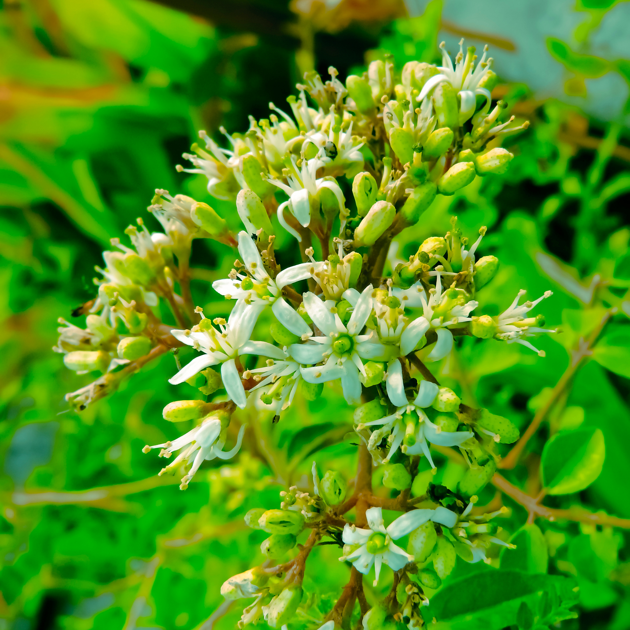 Curry Tree - Murraya koenigii