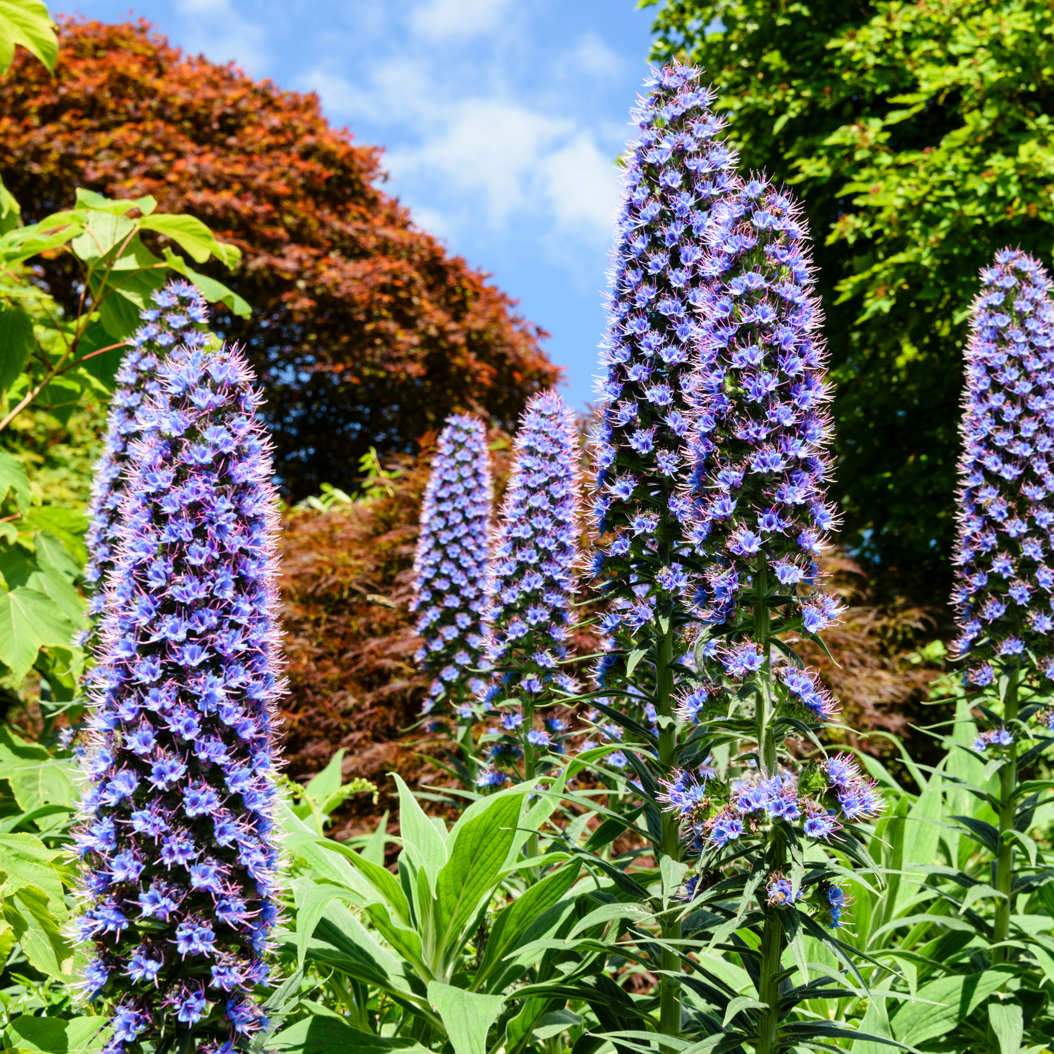 Pride of Madeira - Echium candicans