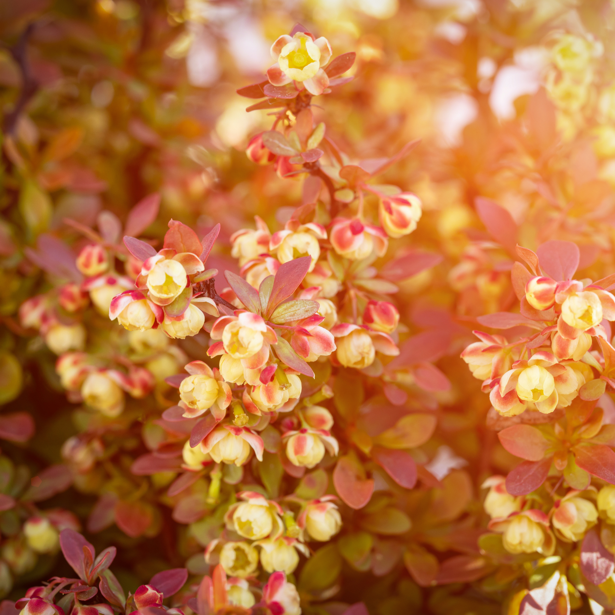 Purple Japanese Barberry - Berberis thunbergii atropurpurea