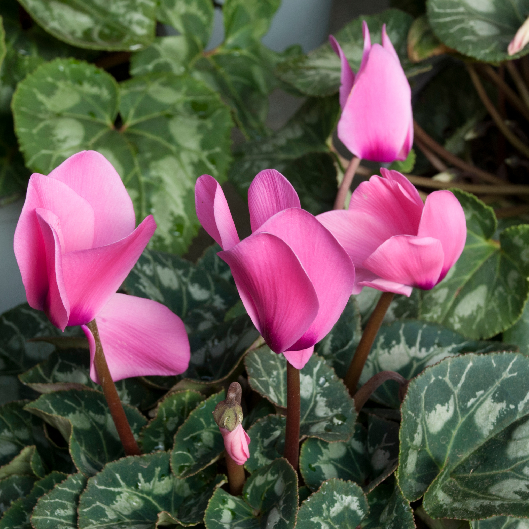Cyclamen Assorted
