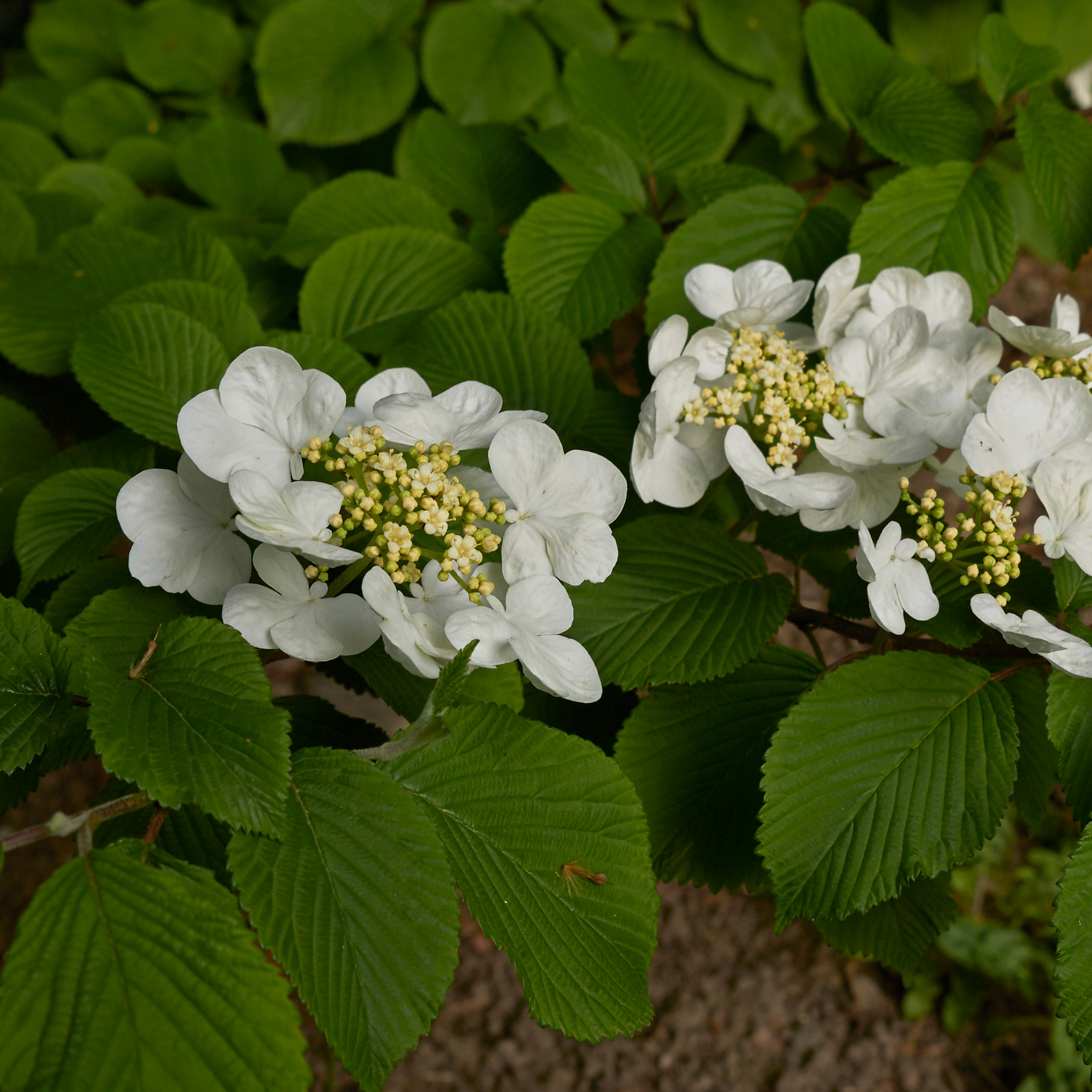 Viburnum plicatum Japanese snowball - Viburnum plicatum tomentosum Mariesii