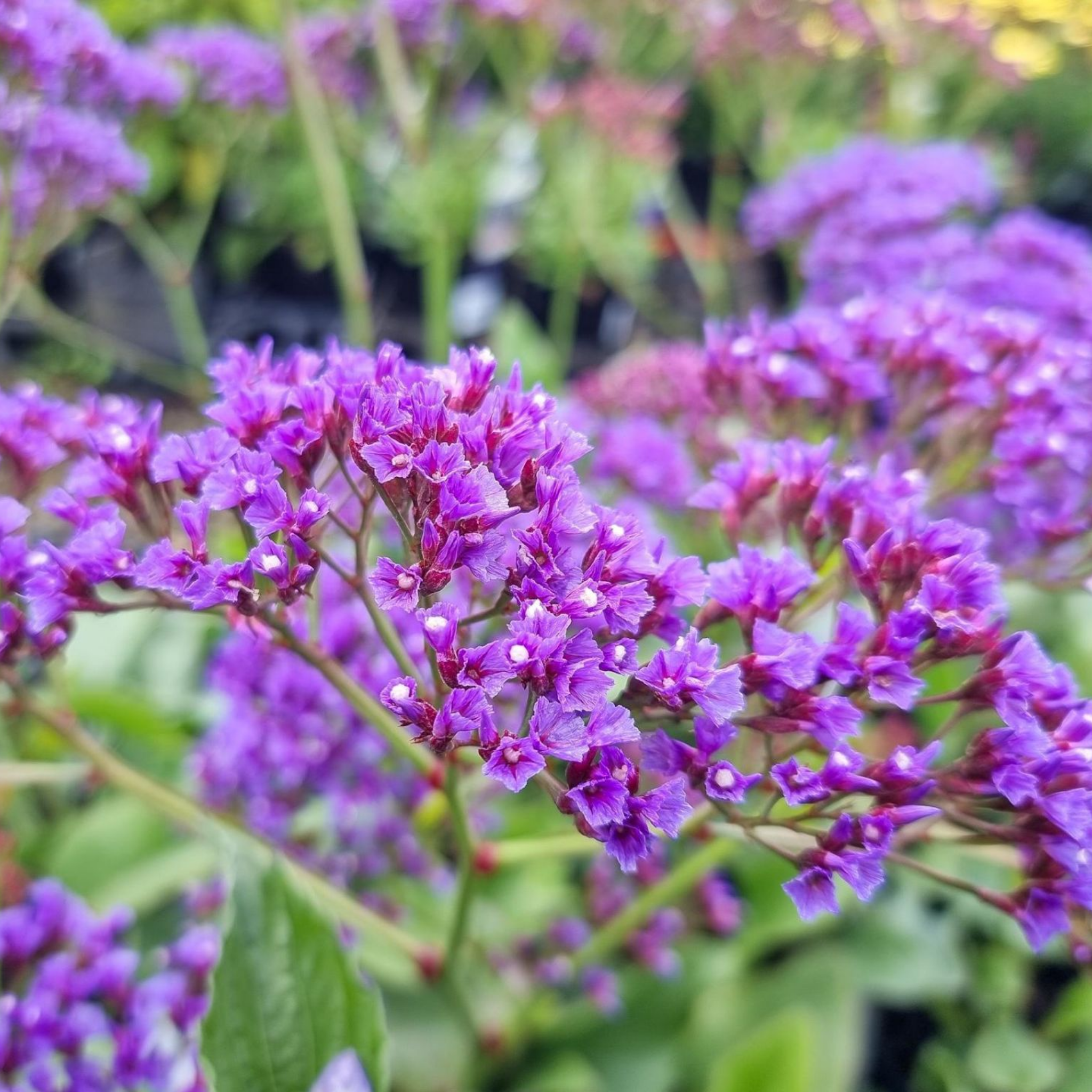 Sea Lavender - Limonium perezii
