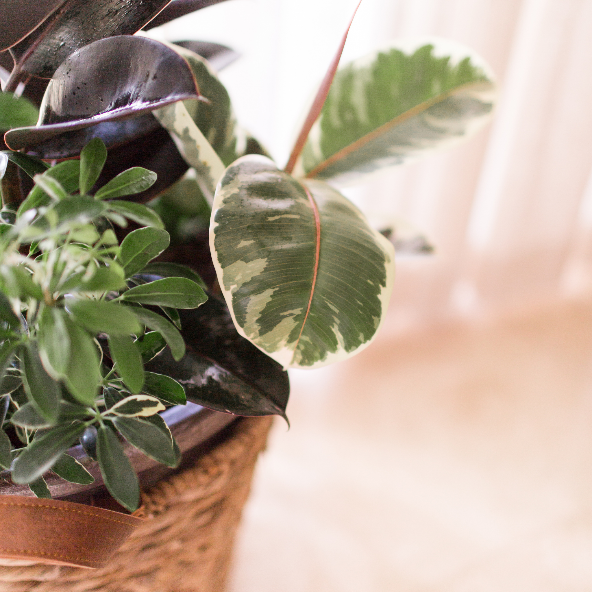 Tineke Rubber Tree Plant - Ficus elastica Tineke