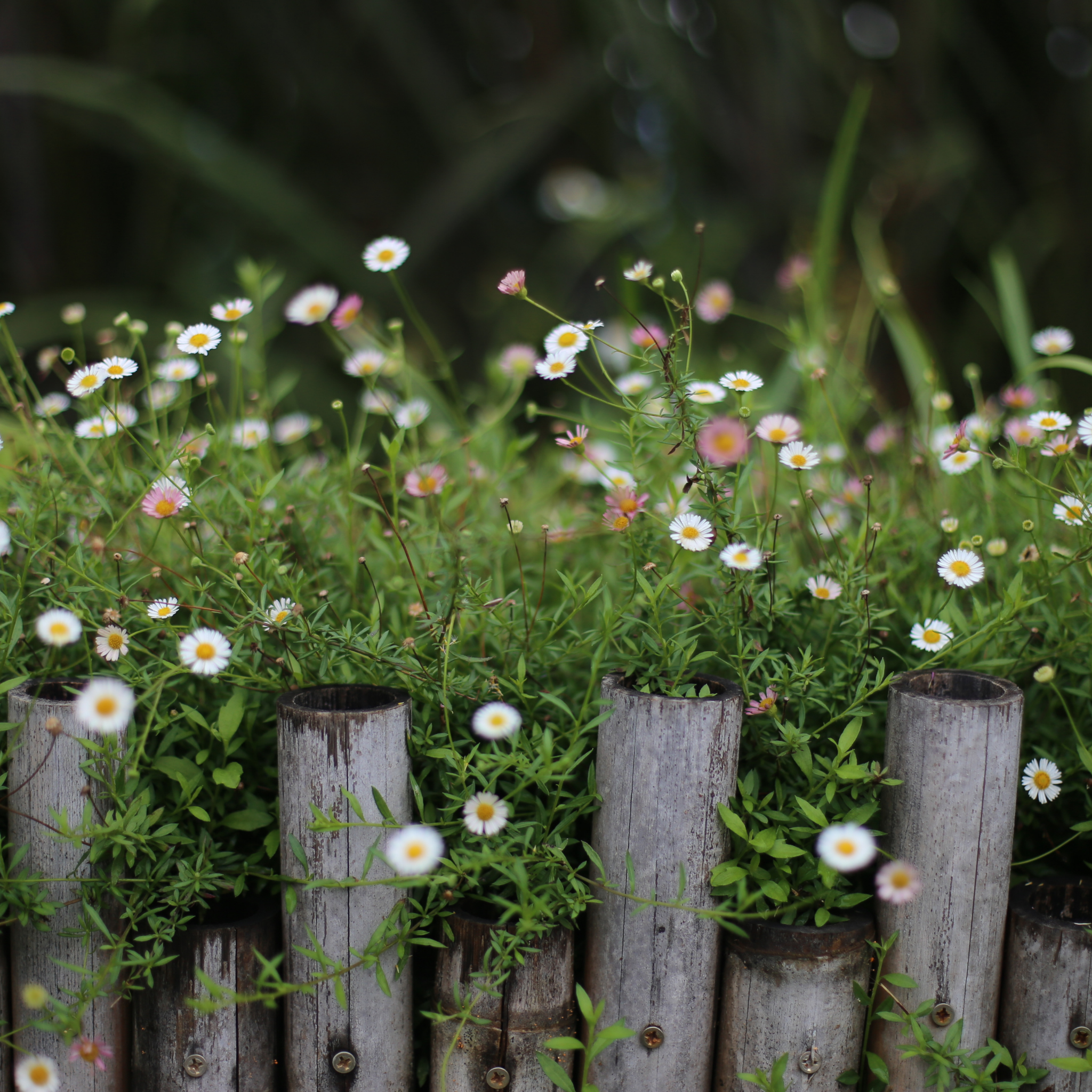 Seaside Daisy - Erigeron karvinskianus