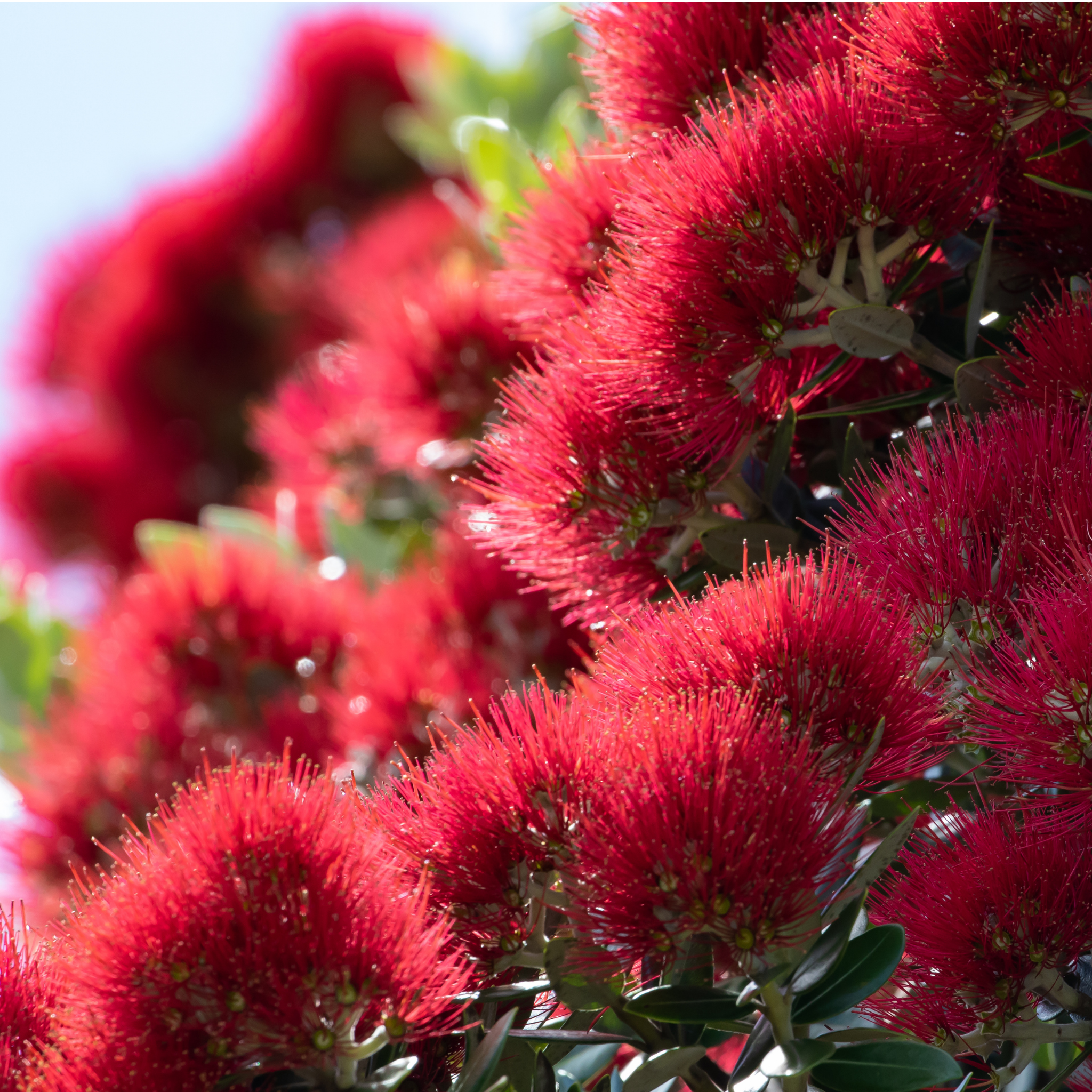 New Zealand Christmas Bush - Metrosideros collina Tahiti