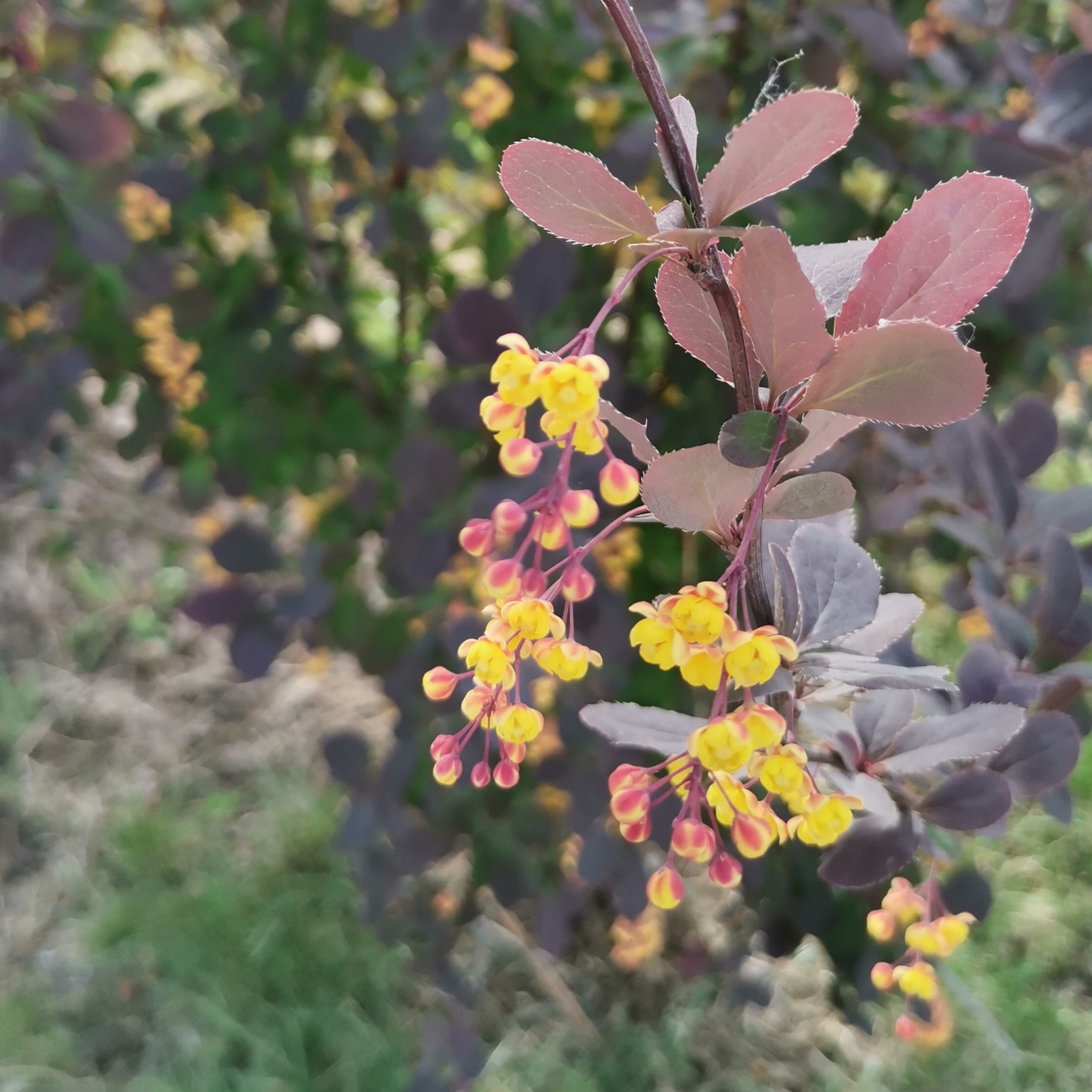 Purple Japanese Barberry Rose Glow - Berberis thunbergii atropurpurea 'Rose Glow'