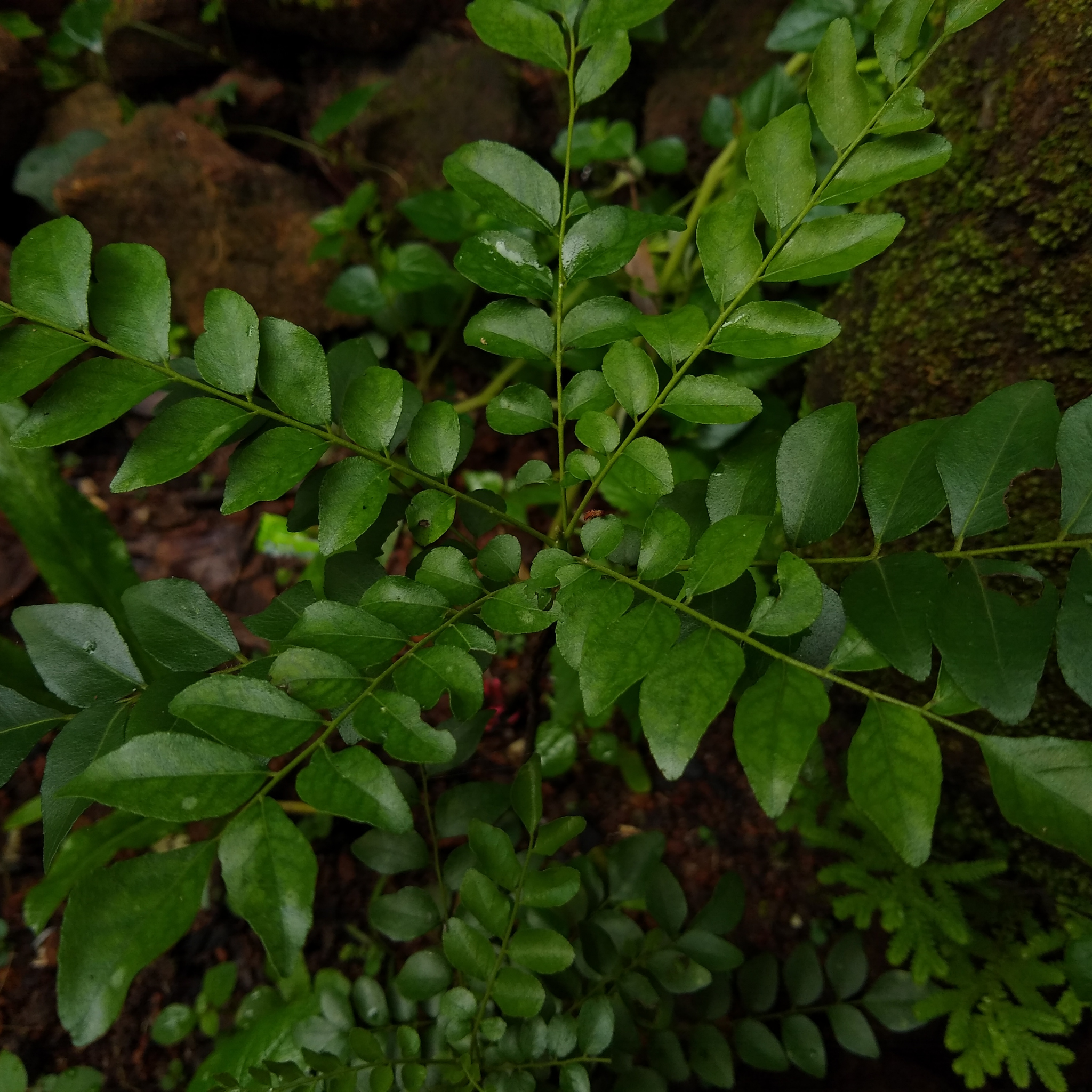 Curry Tree - Murraya koenigii