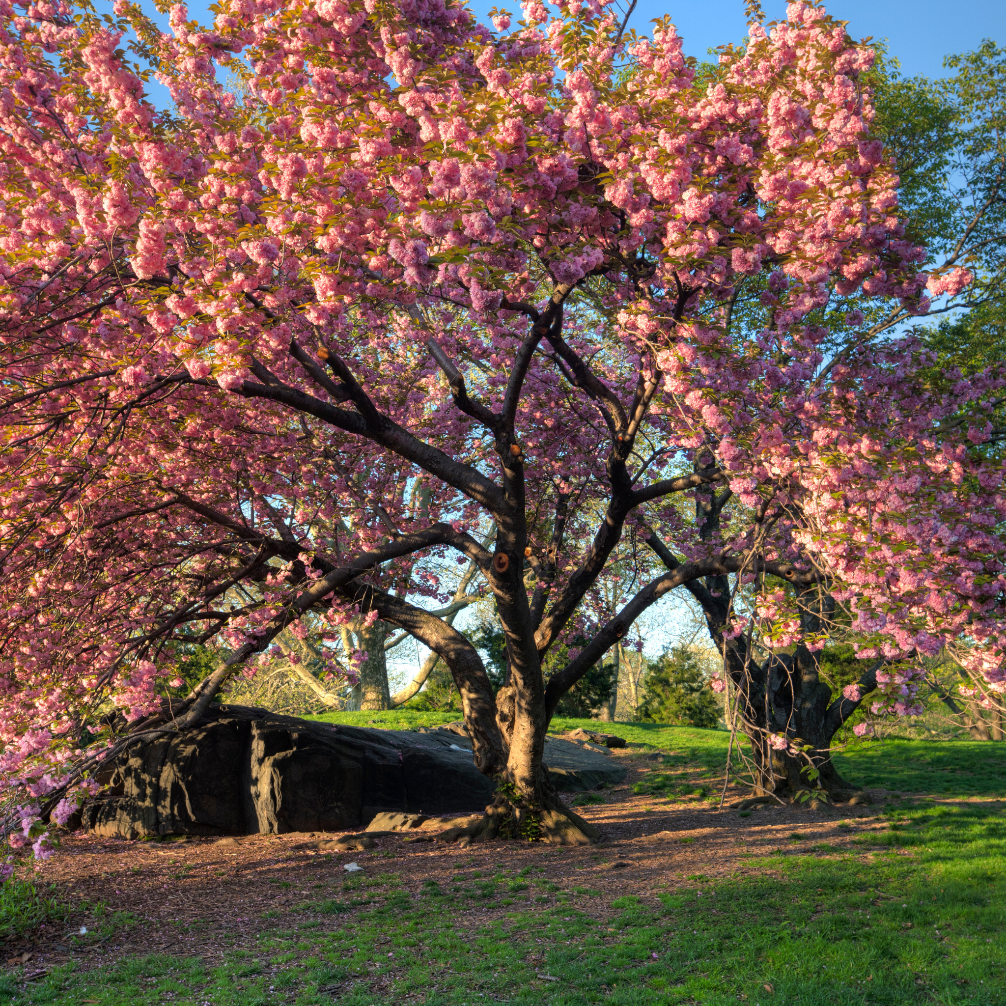 Pink cherry blossom tree in full bloom with a clear blue sky.
