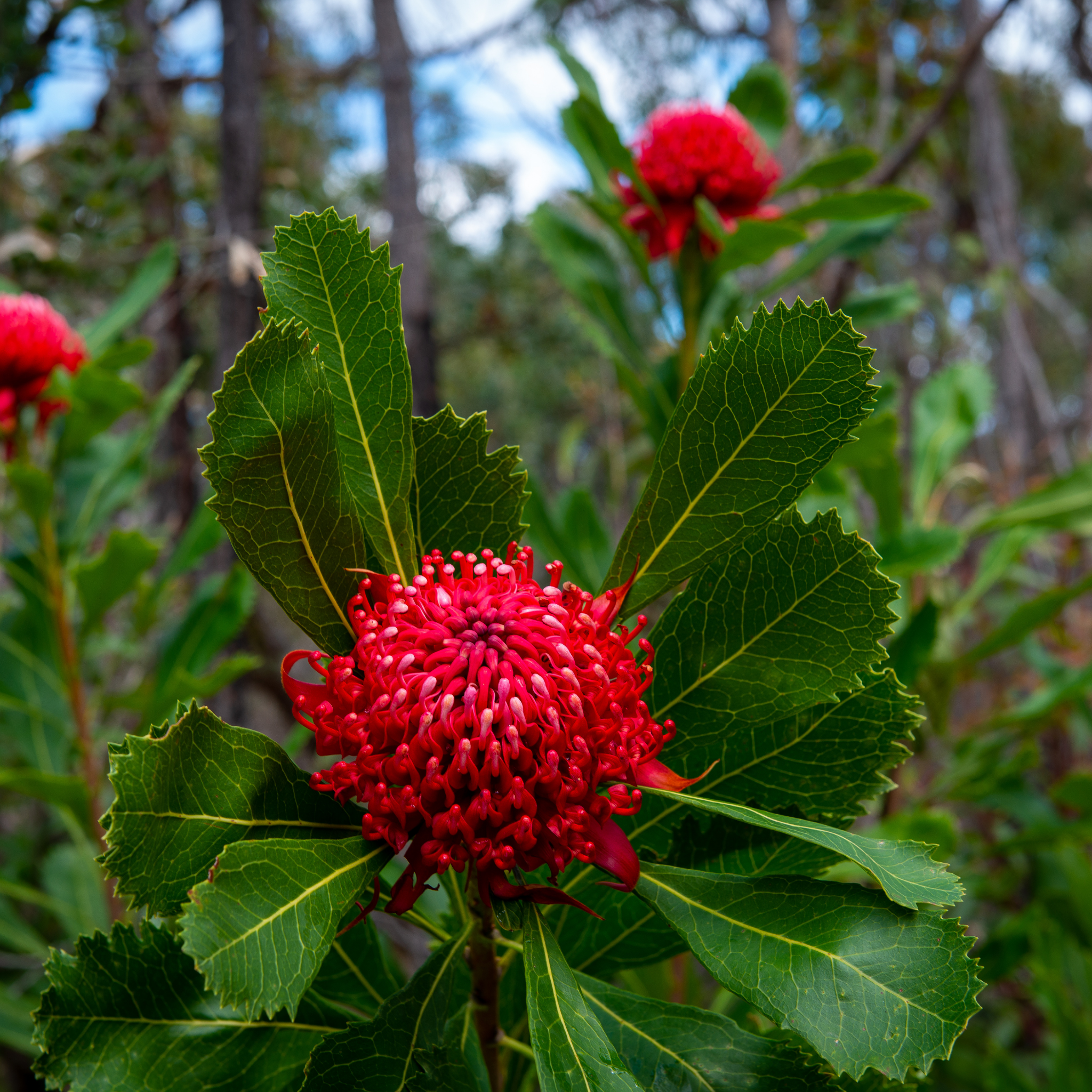 Waratah Gembrook - Telopea hybrida Gembrook