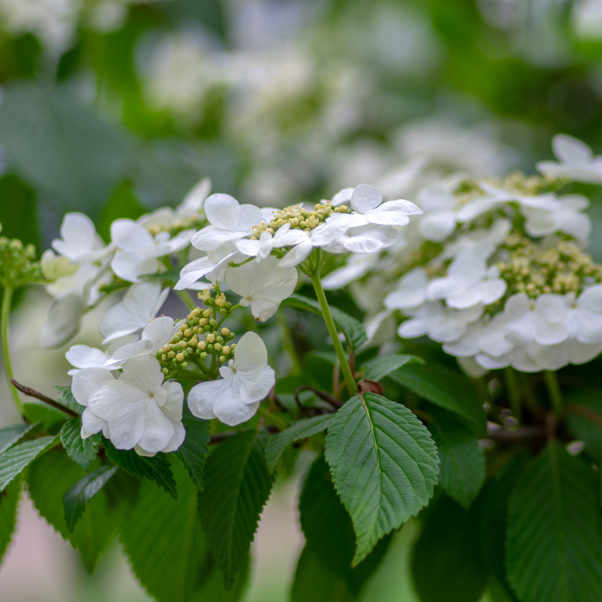 Viburnum plicatum Japanese snowball - Viburnum plicatum tomentosum Mariesii