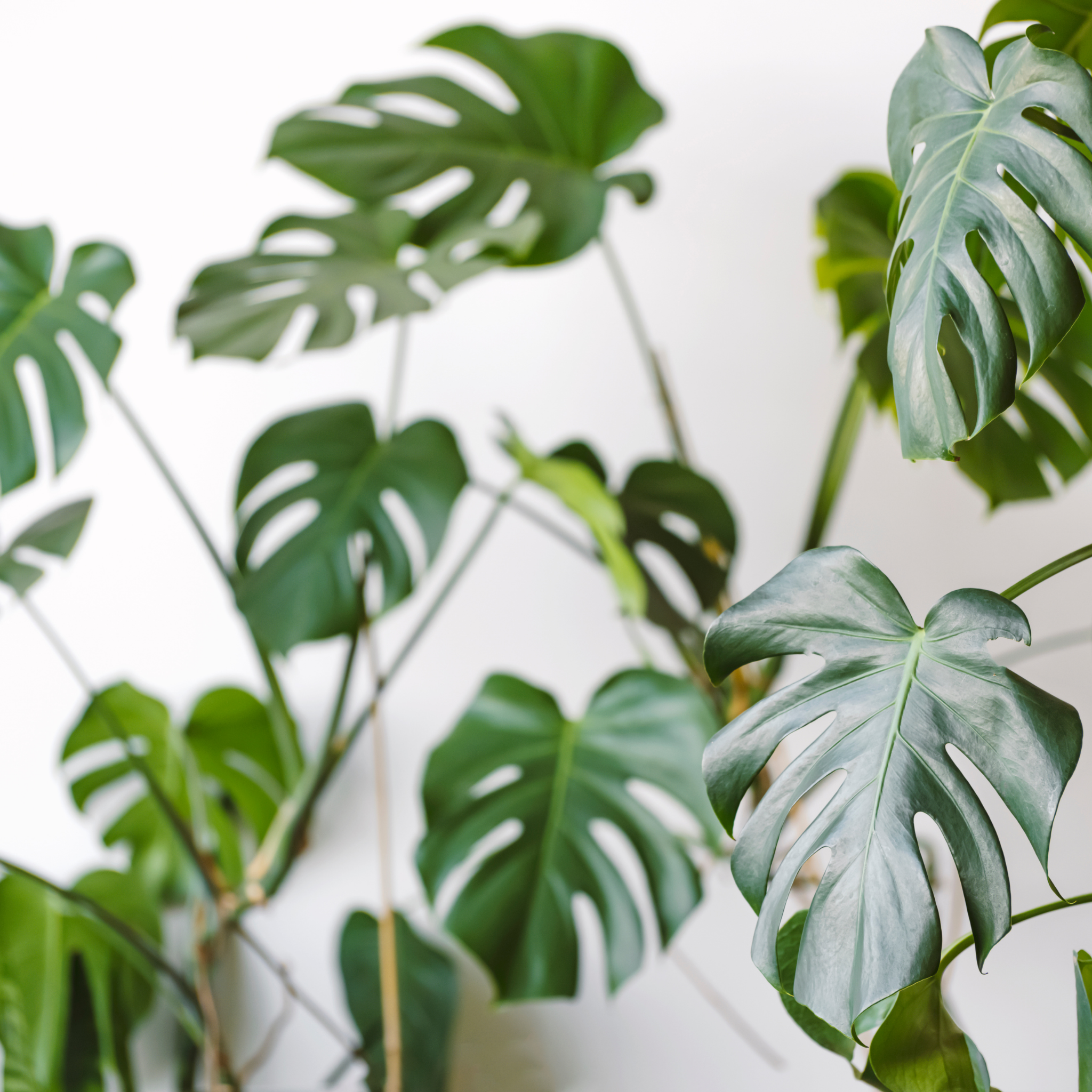 Swiss Cheese Plant - Monstera deliciosa