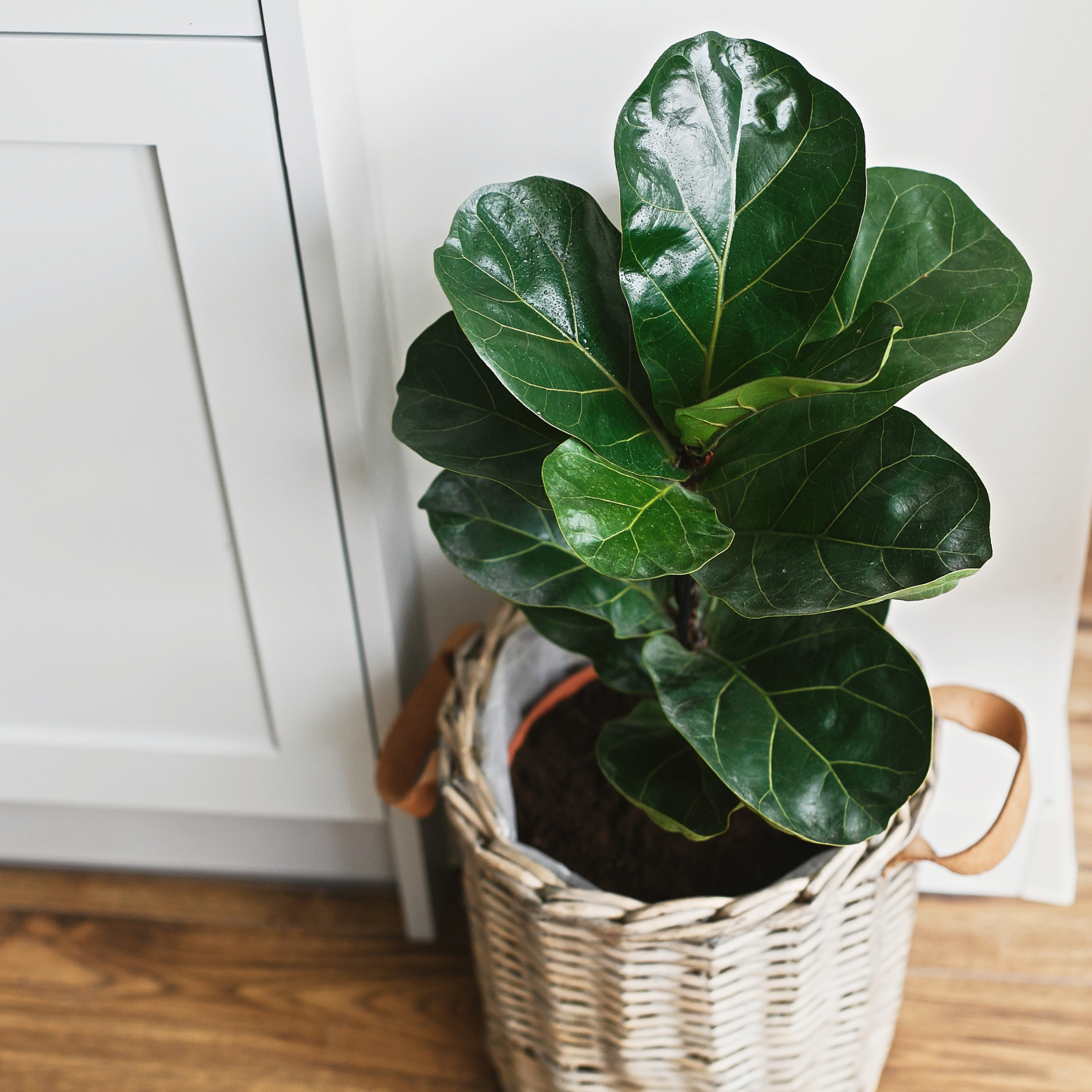 Fiddle Leaf Fig - Ficus lyrata