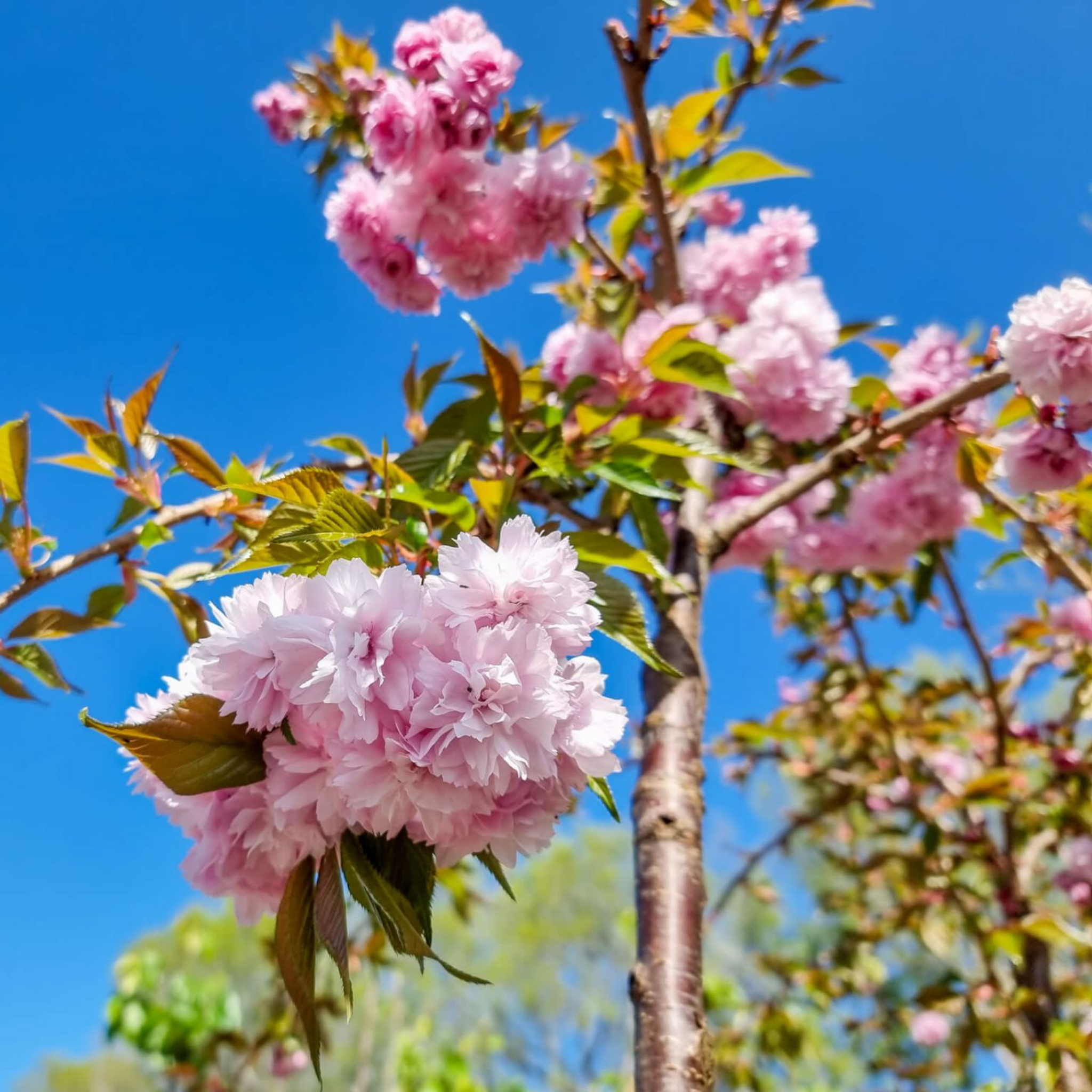 Pink cherry blossoms on a tree against a clear blue sky