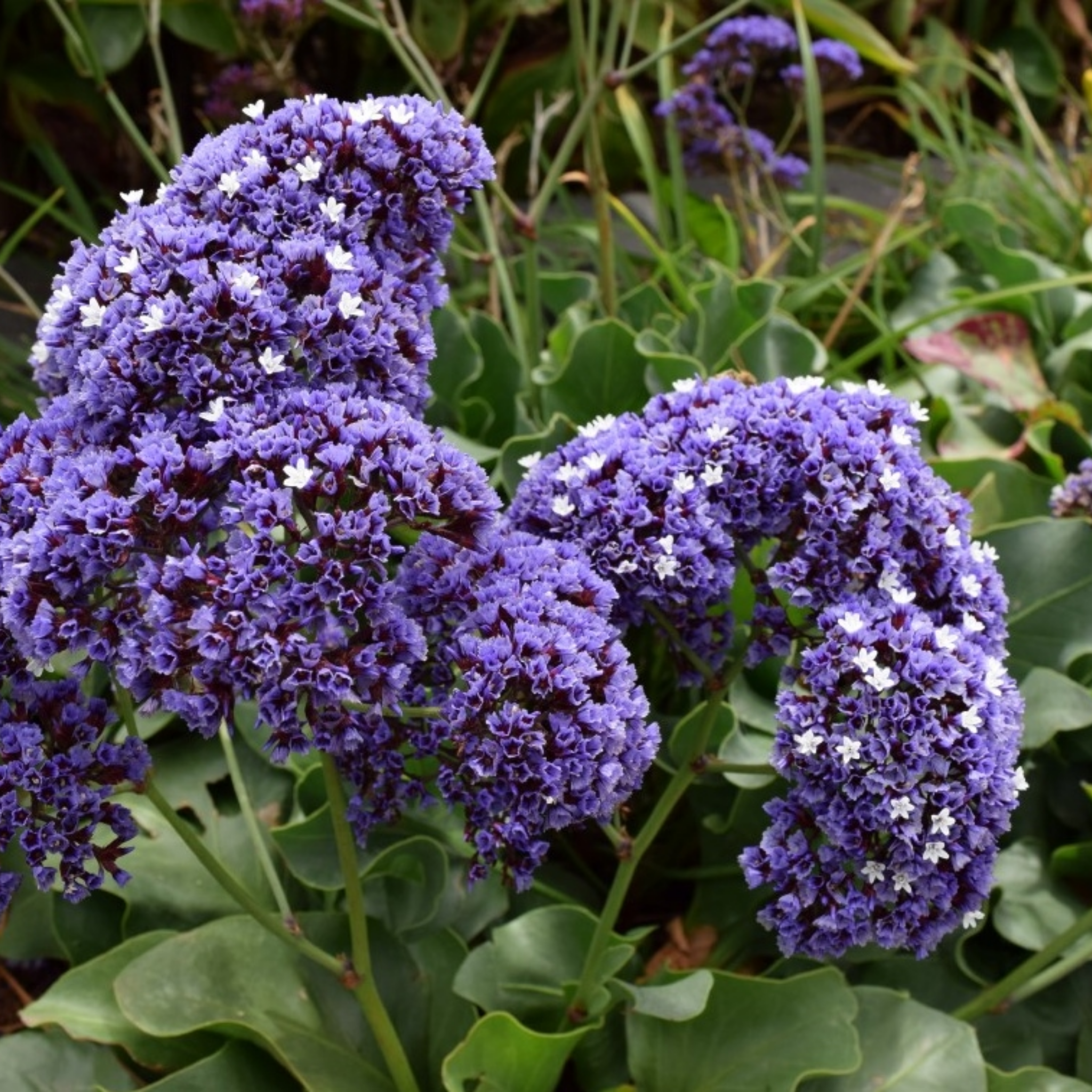 Sea Lavender - Limonium perezii