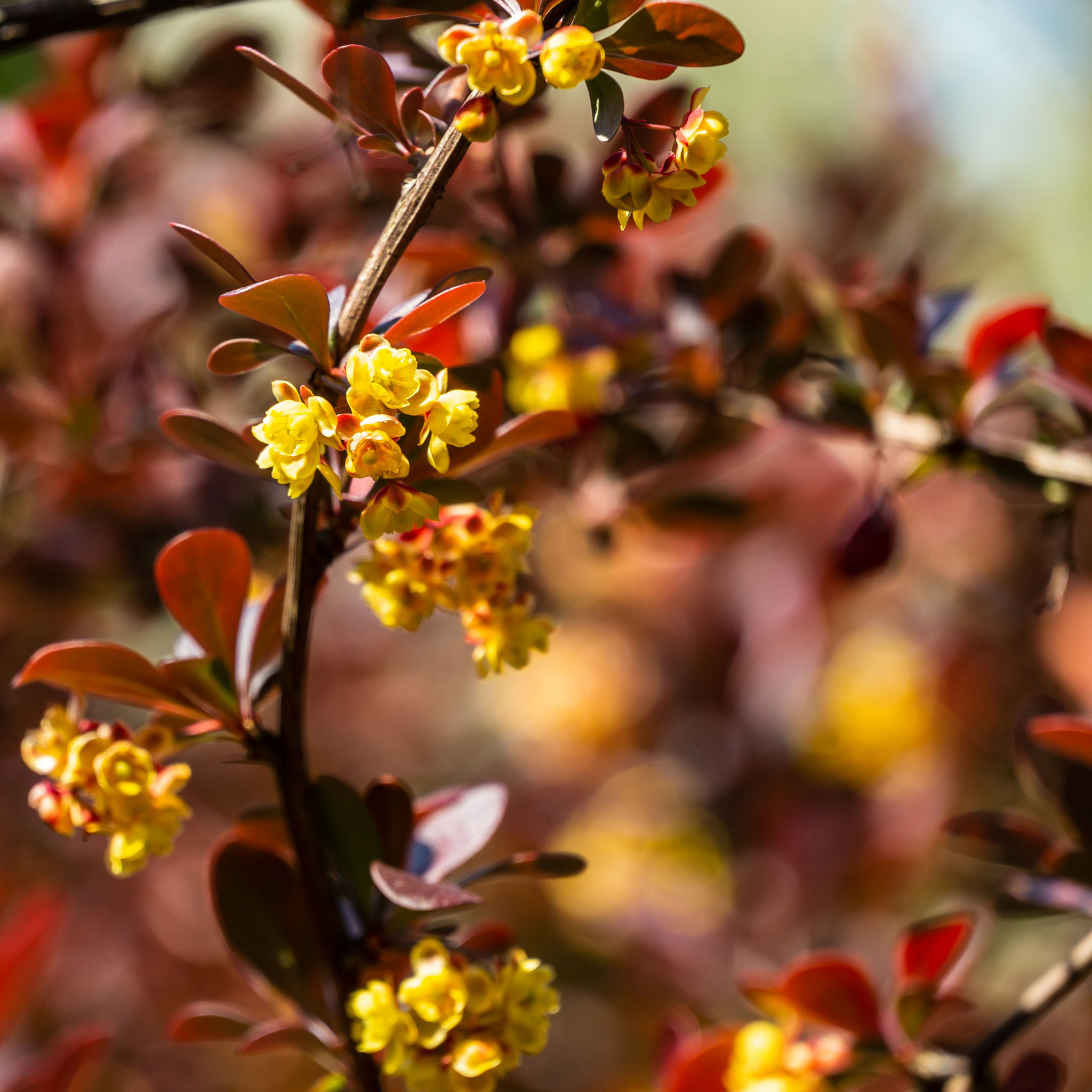Purple Japanese Barberry - Berberis thunbergii atropurpurea
