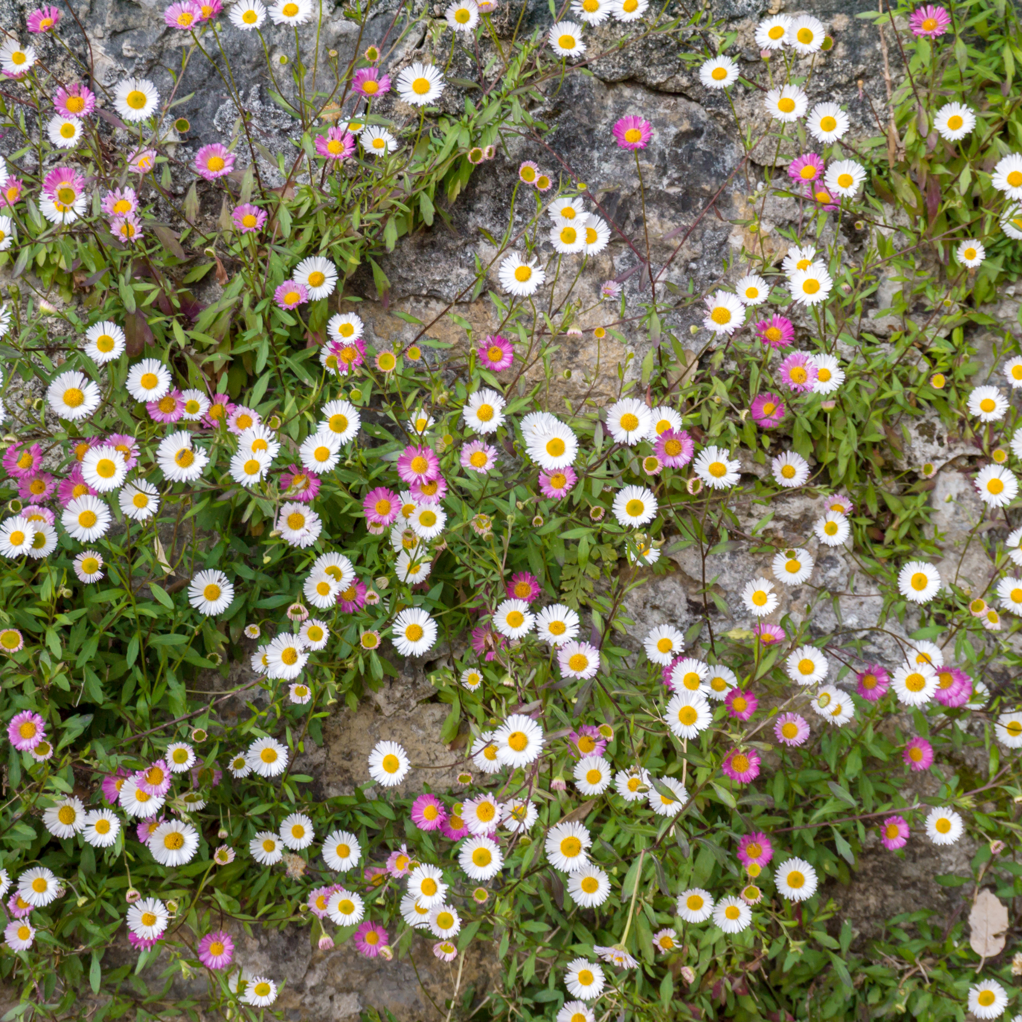 Seaside Daisy - Erigeron karvinskianus