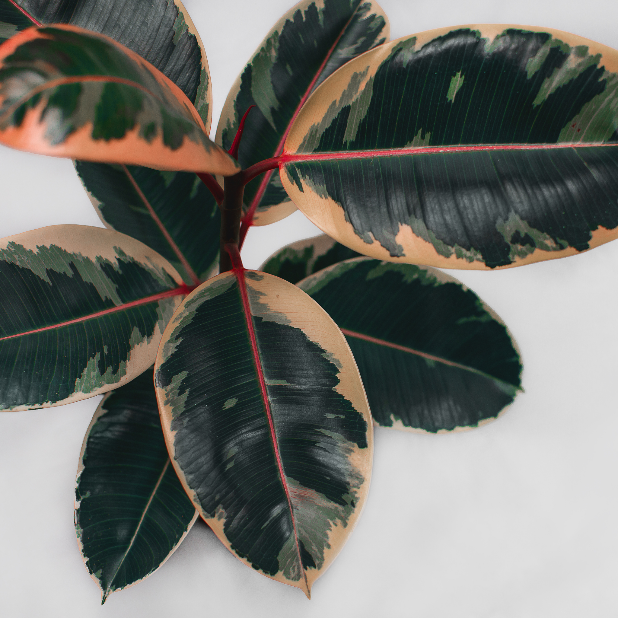 Red Rubber Tree Plant - Ficus elastica Ruby