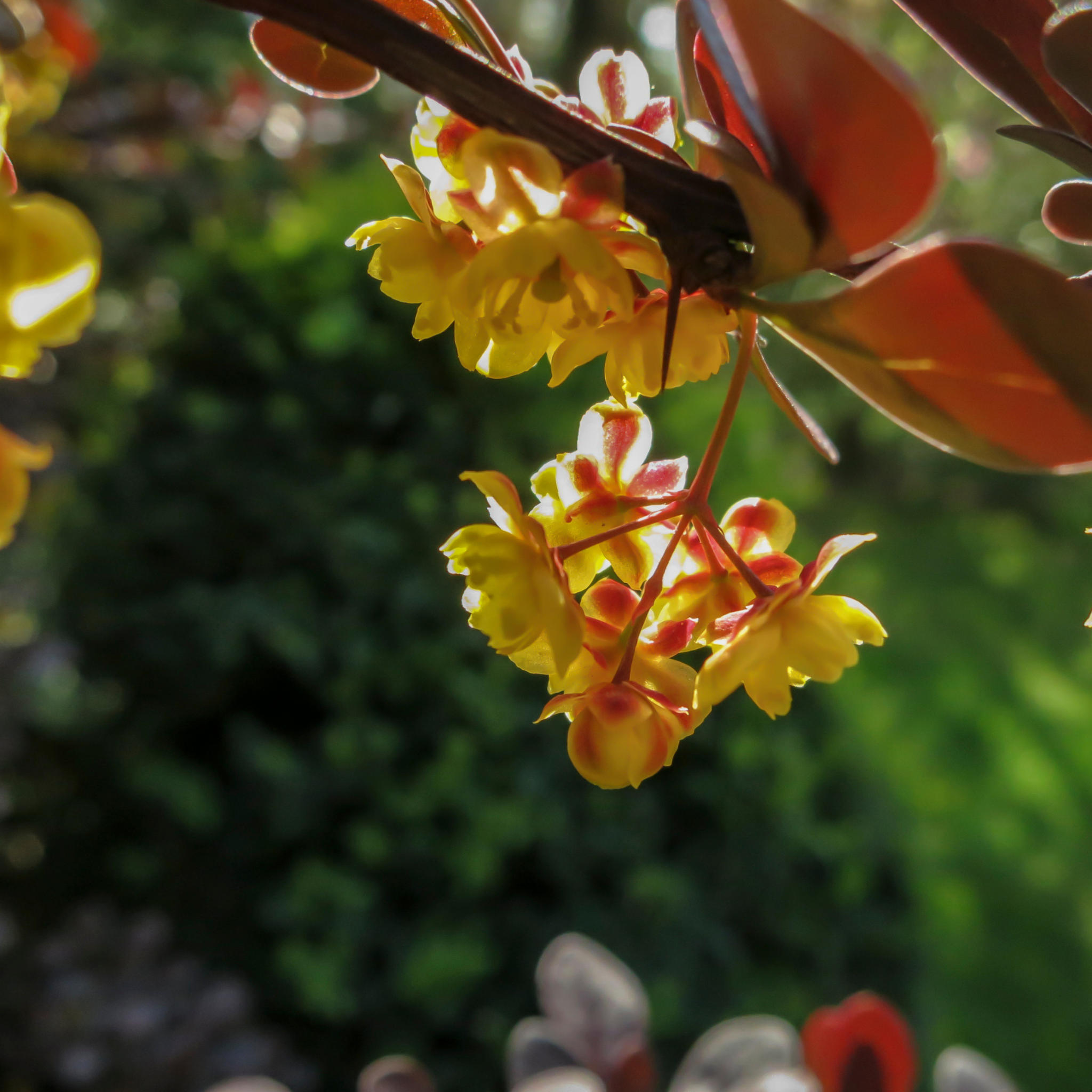 Purple Japanese Barberry - Berberis thunbergii atropurpurea