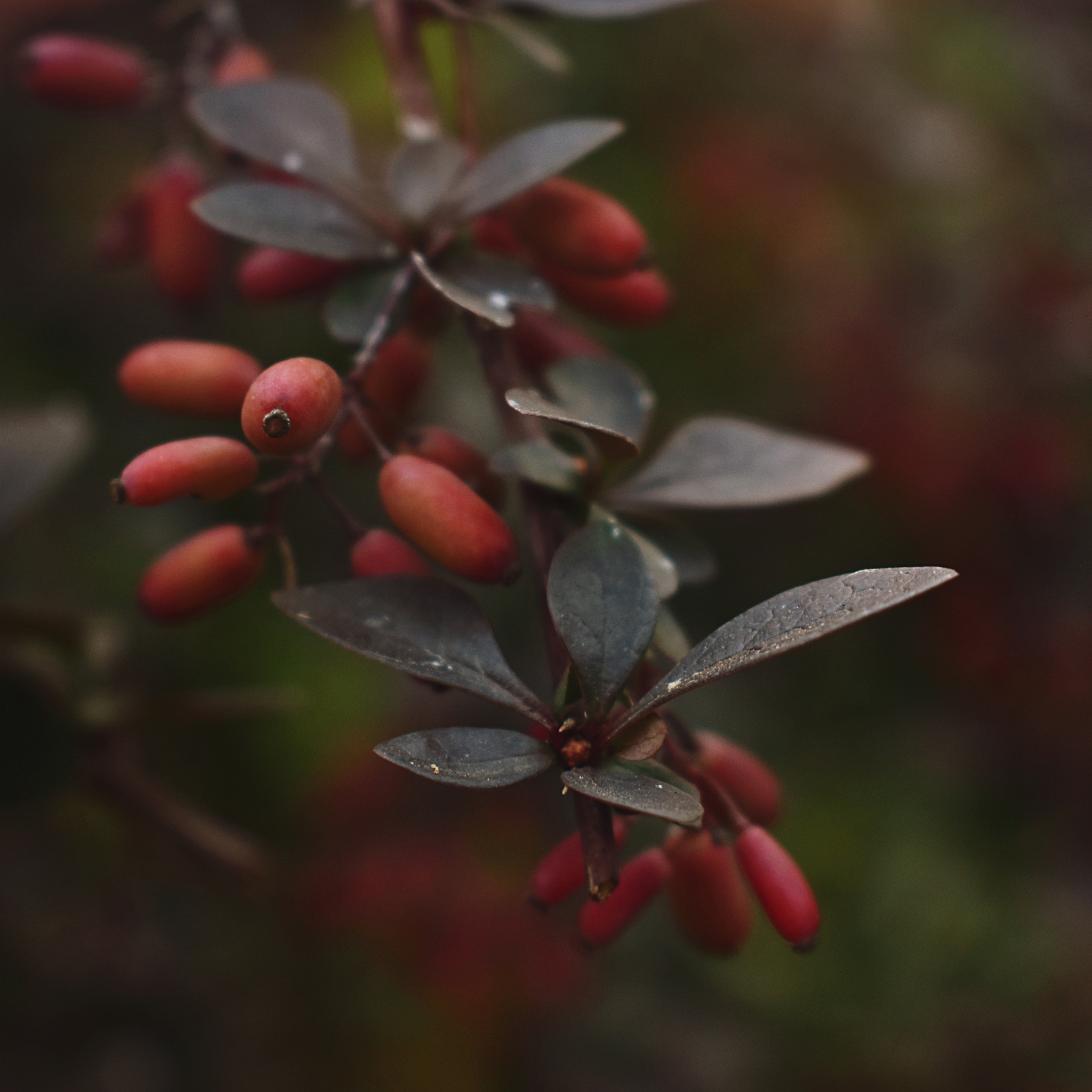 Purple Japanese Barberry - Berberis thunbergii atropurpurea