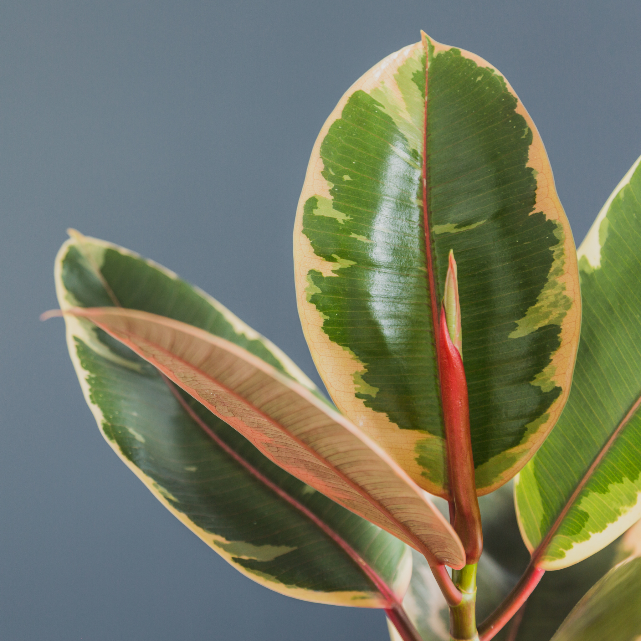 Red Rubber Tree Plant - Ficus elastica Ruby