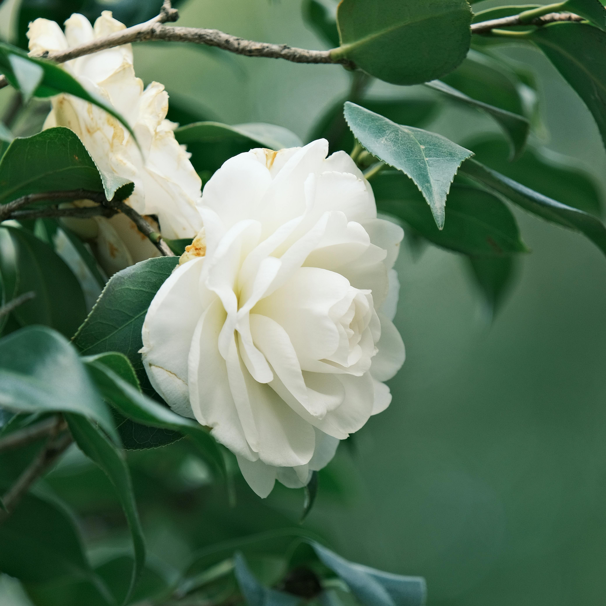 Camellia Avalanche - Camellia sasanqua Avalanche
