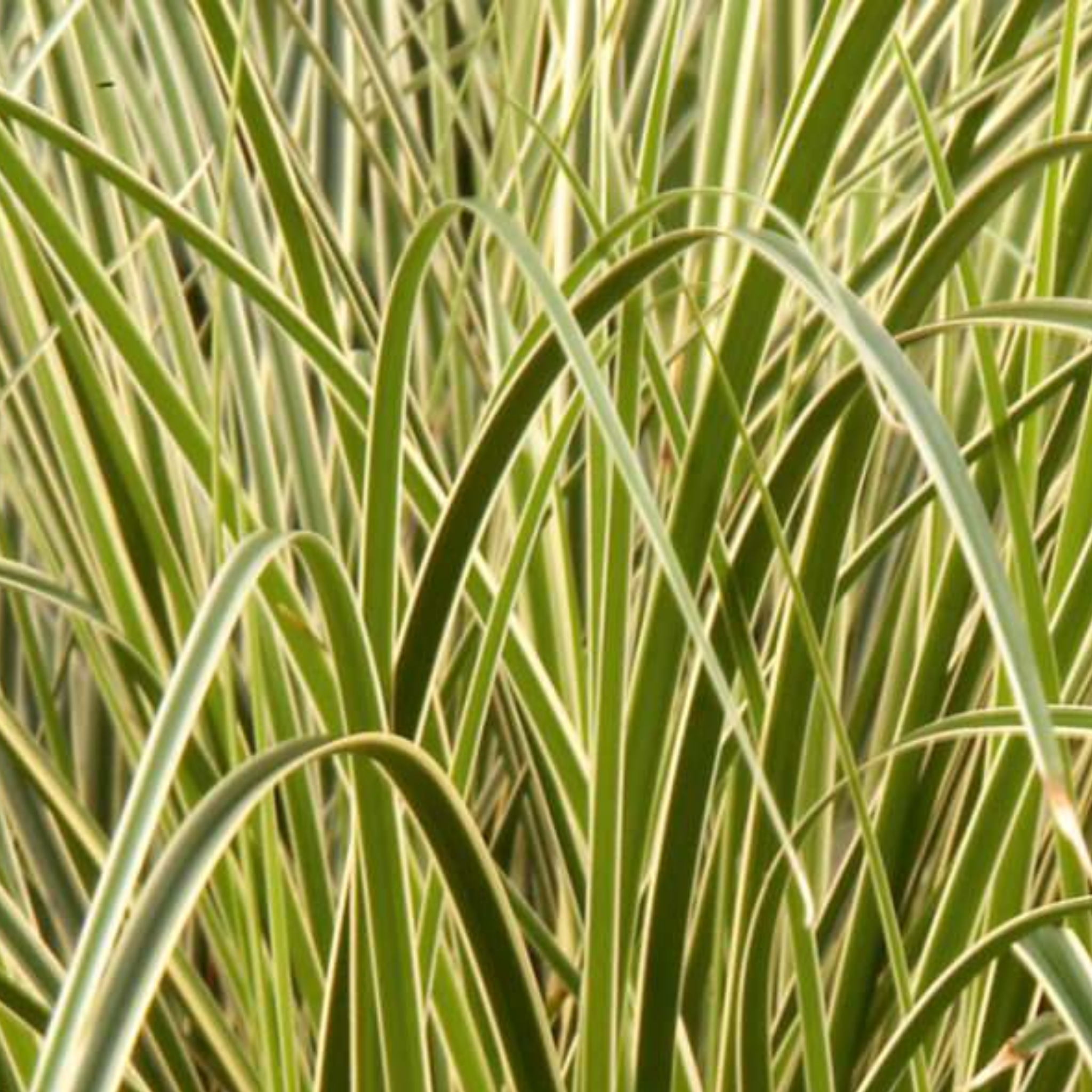Close-up of green grass with yellowish veins