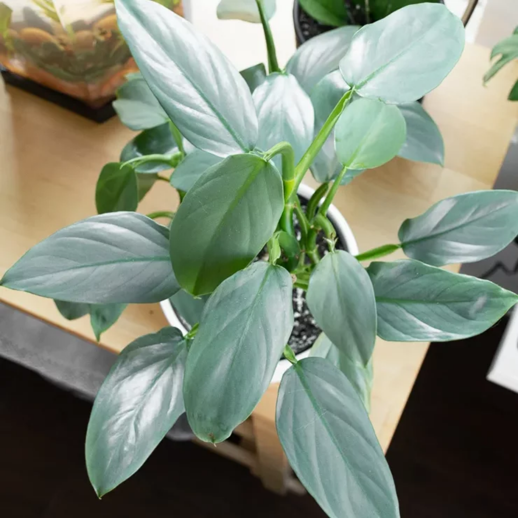 Silver Sword Philodendron - Philodendron hastatum