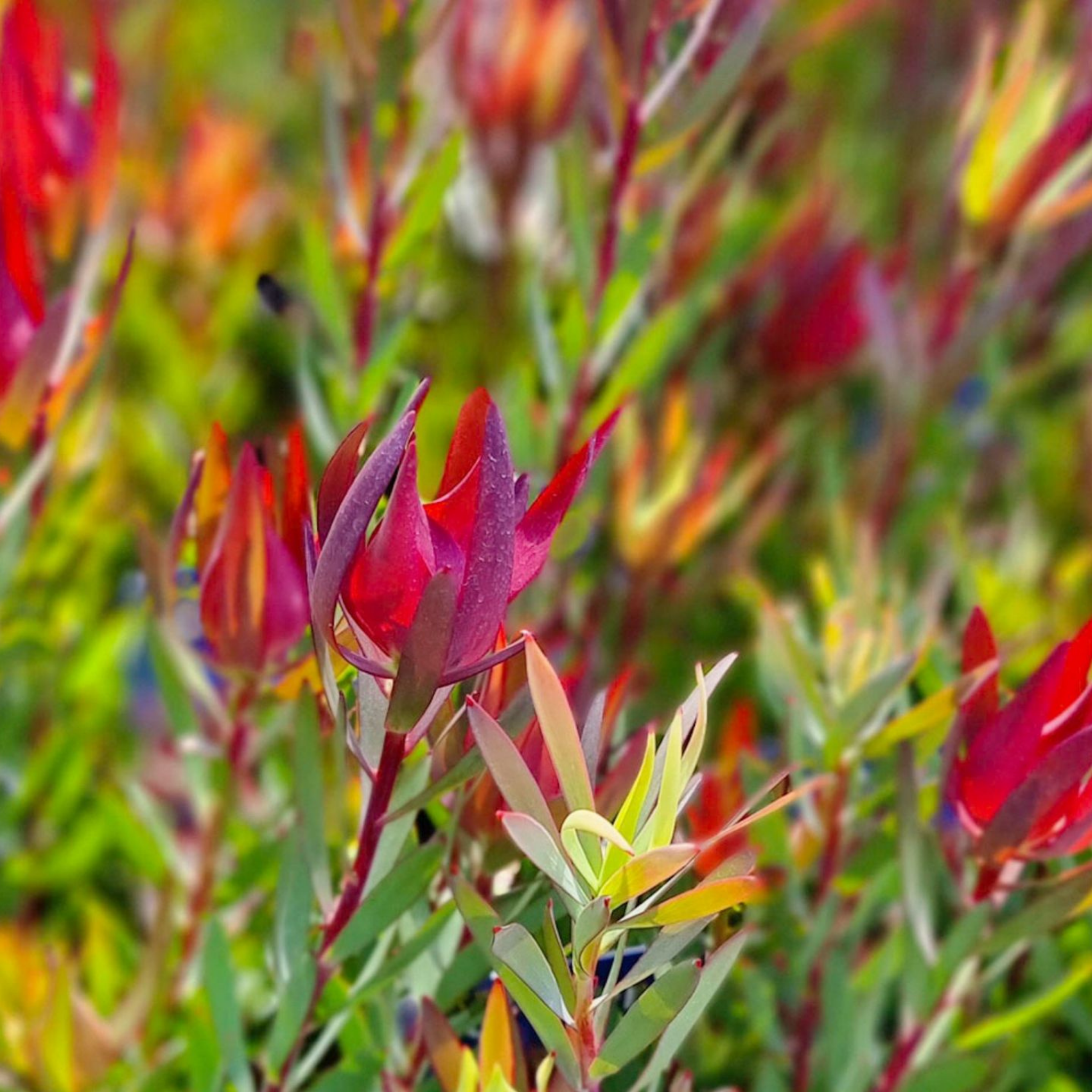 Conebush Jack Harre - Leucadendron salignum Jack Harre