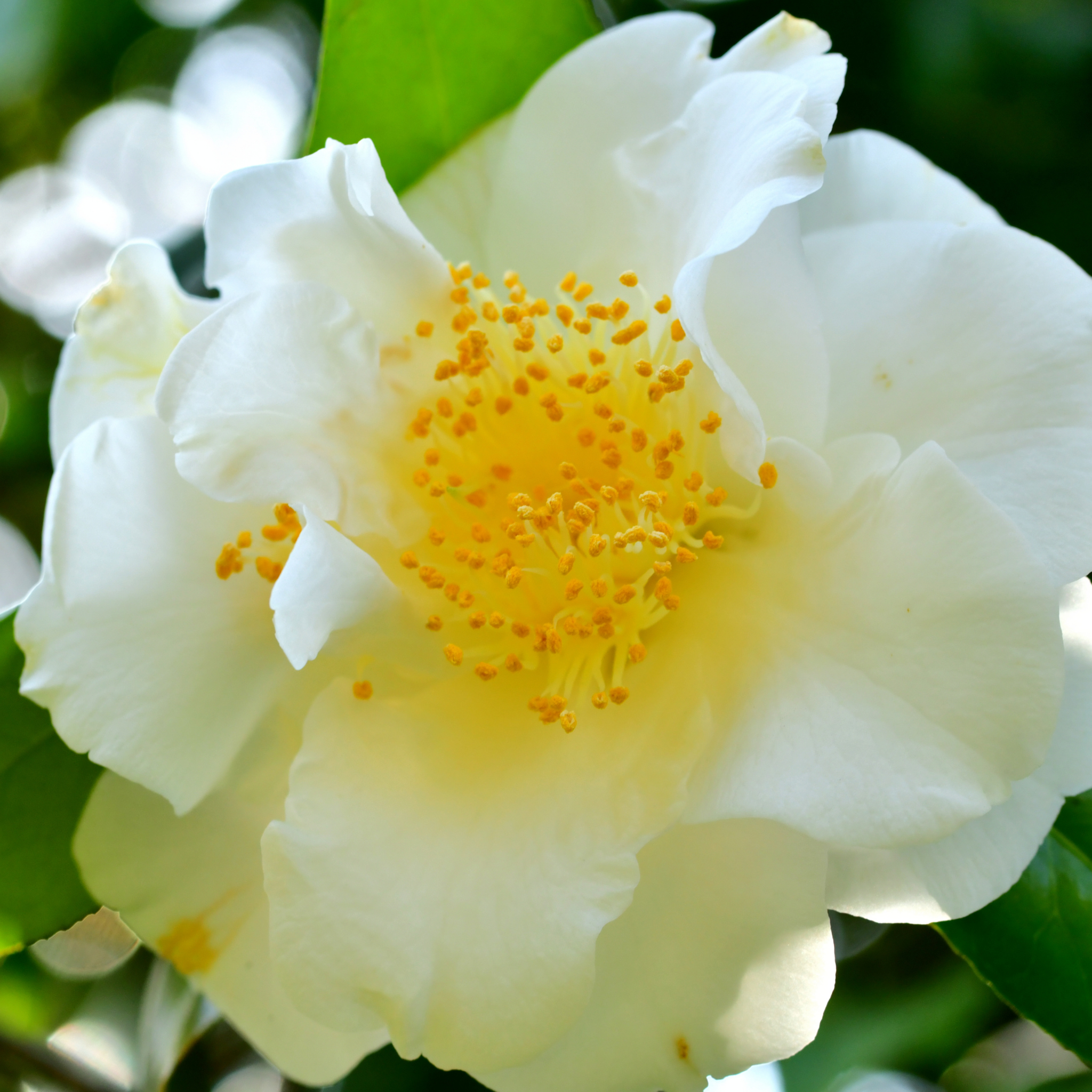 Camellia japonica Lovelight