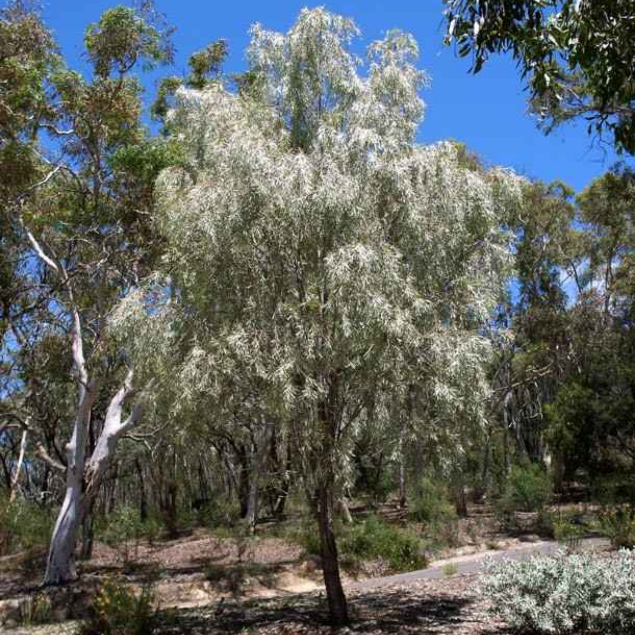 Tree with white flowers in a forest setting under a clear blue sky