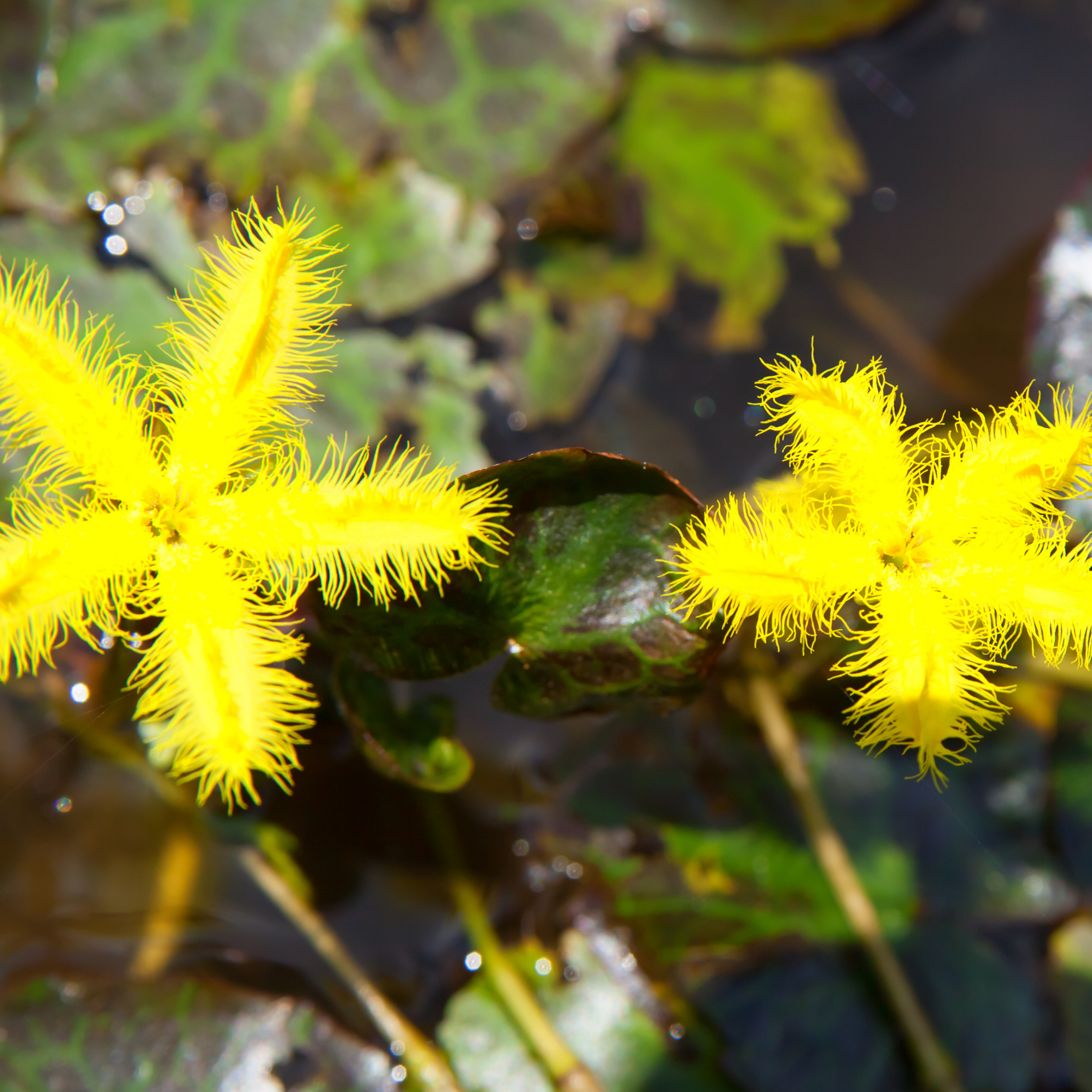 Marshwort yellow - Nymphoides geminata