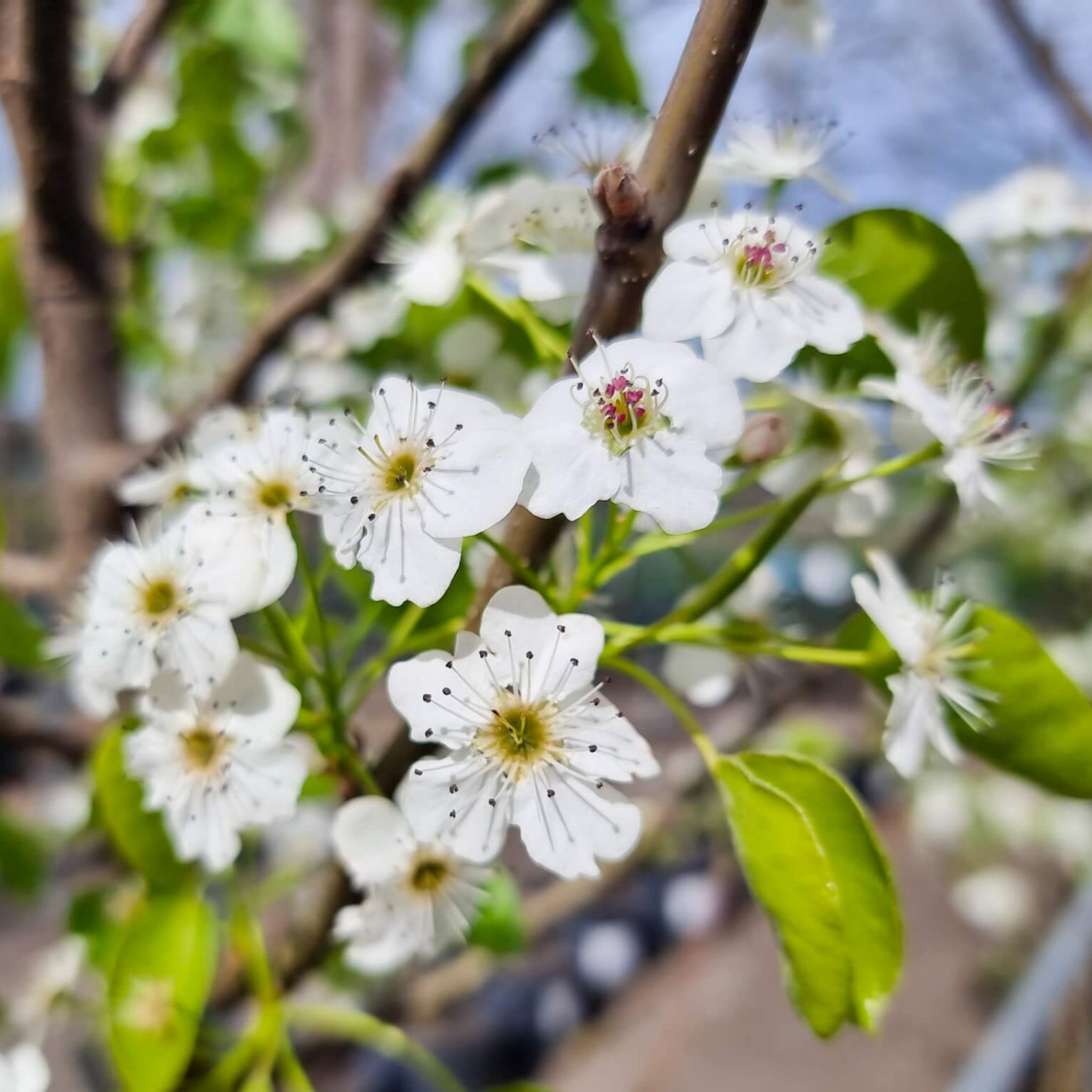 Ornamental Callery Pear Cleveland Select - Pyrus calleryana Cleveland Select