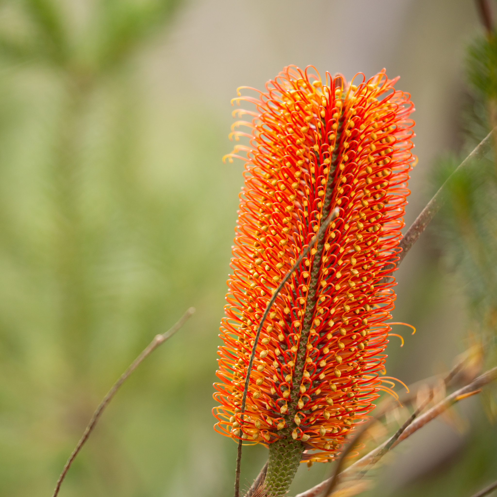 Close-up of an orange banksia flower against a blurred green background