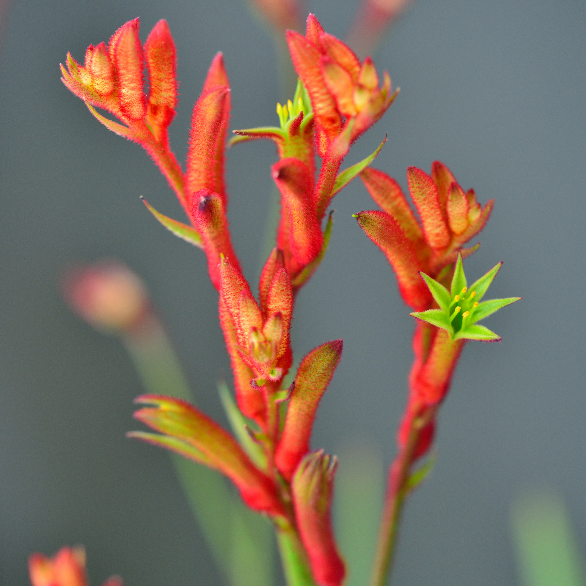 Amber-red Kangaroo Paw 'Amber Velvet' - Anigozanthos hybrida