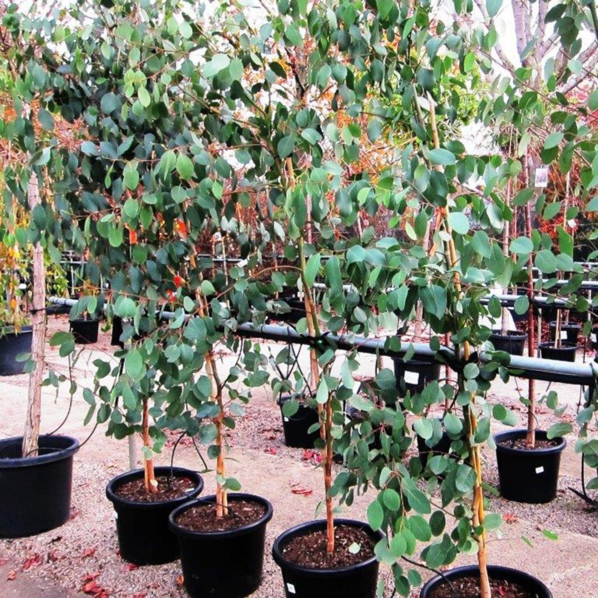 Swamp Gum / Black Gum - Eucalyptus ovata