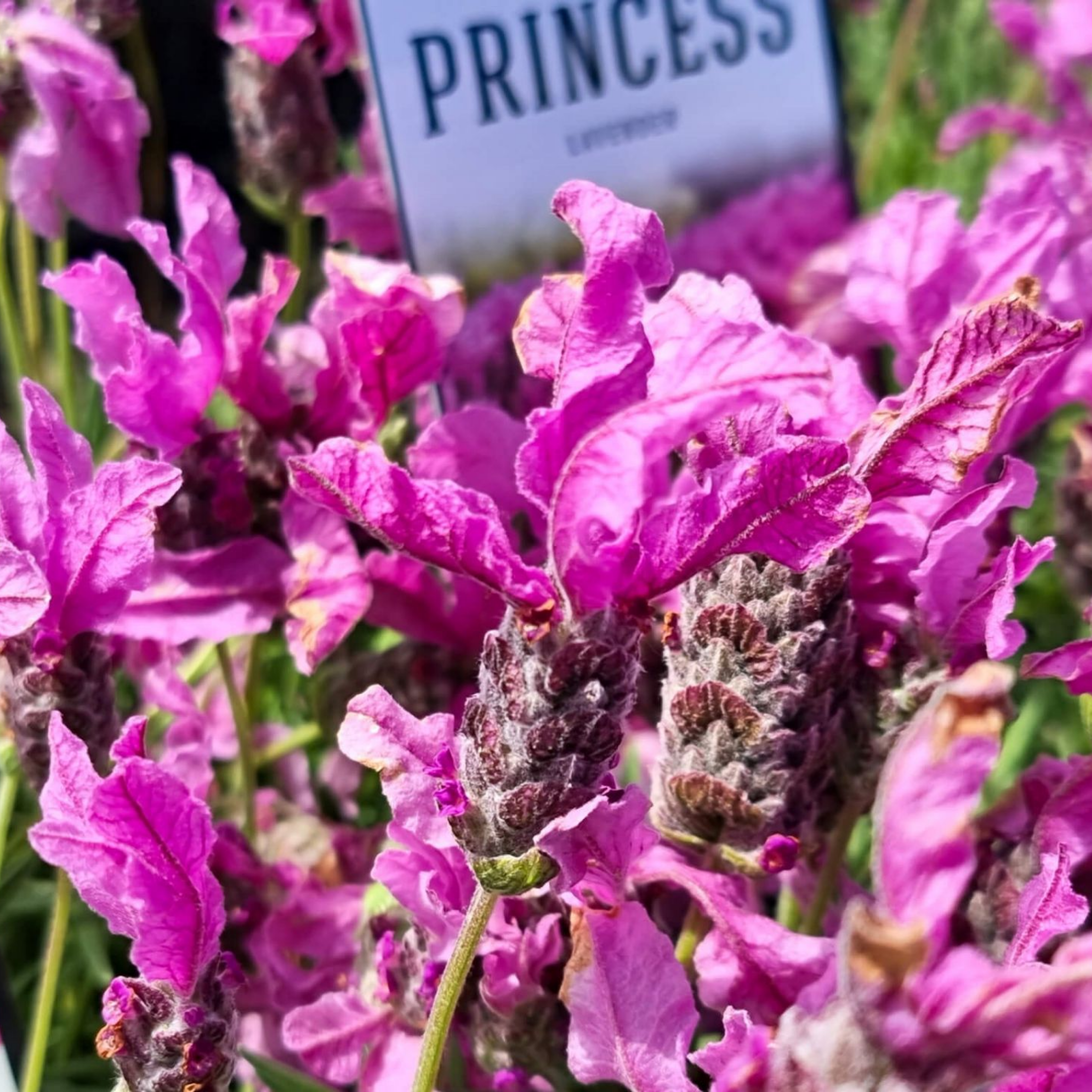 French Lavender - Lavandula pedunculata The Princess PBR