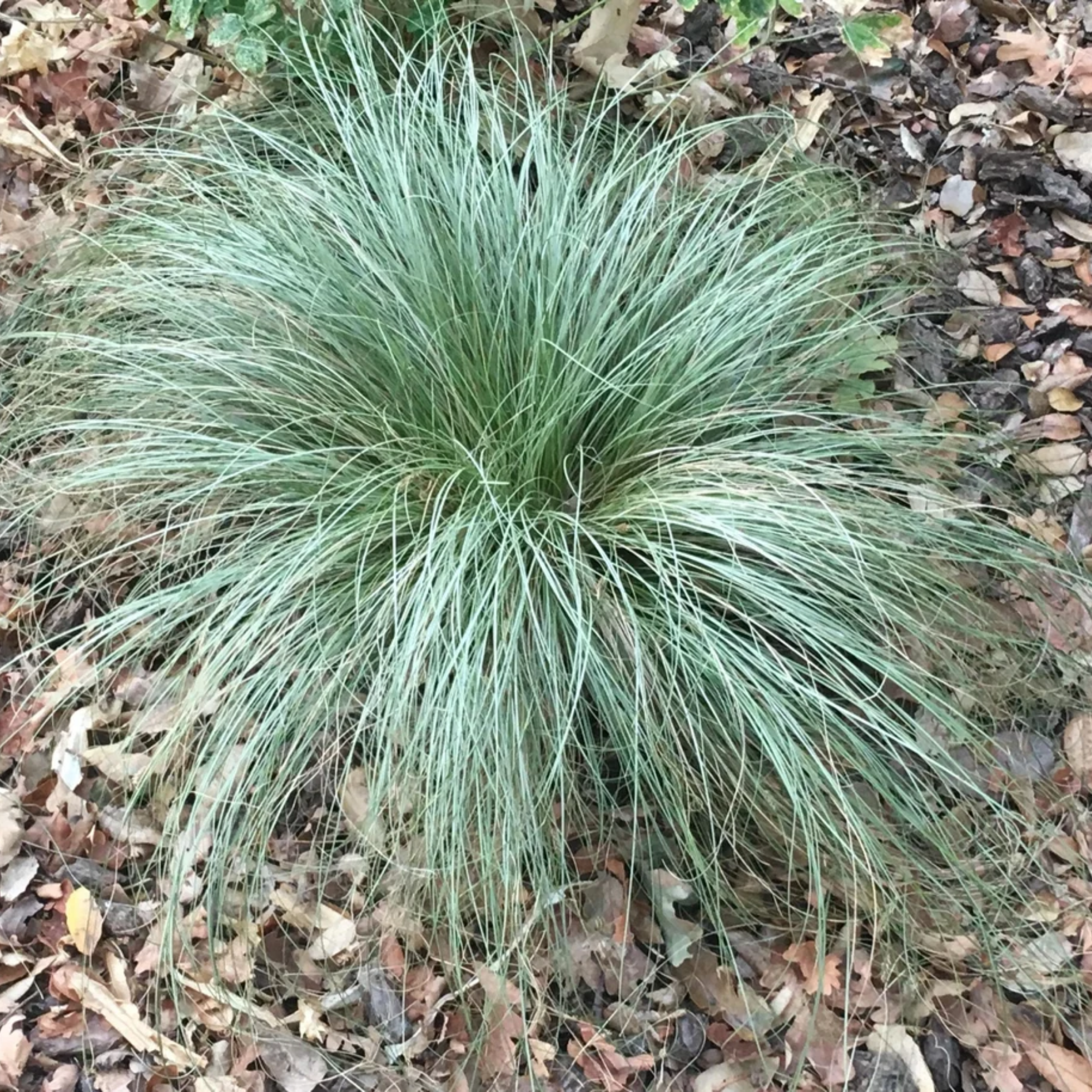Green grass plant on a bed of leaves and small stones