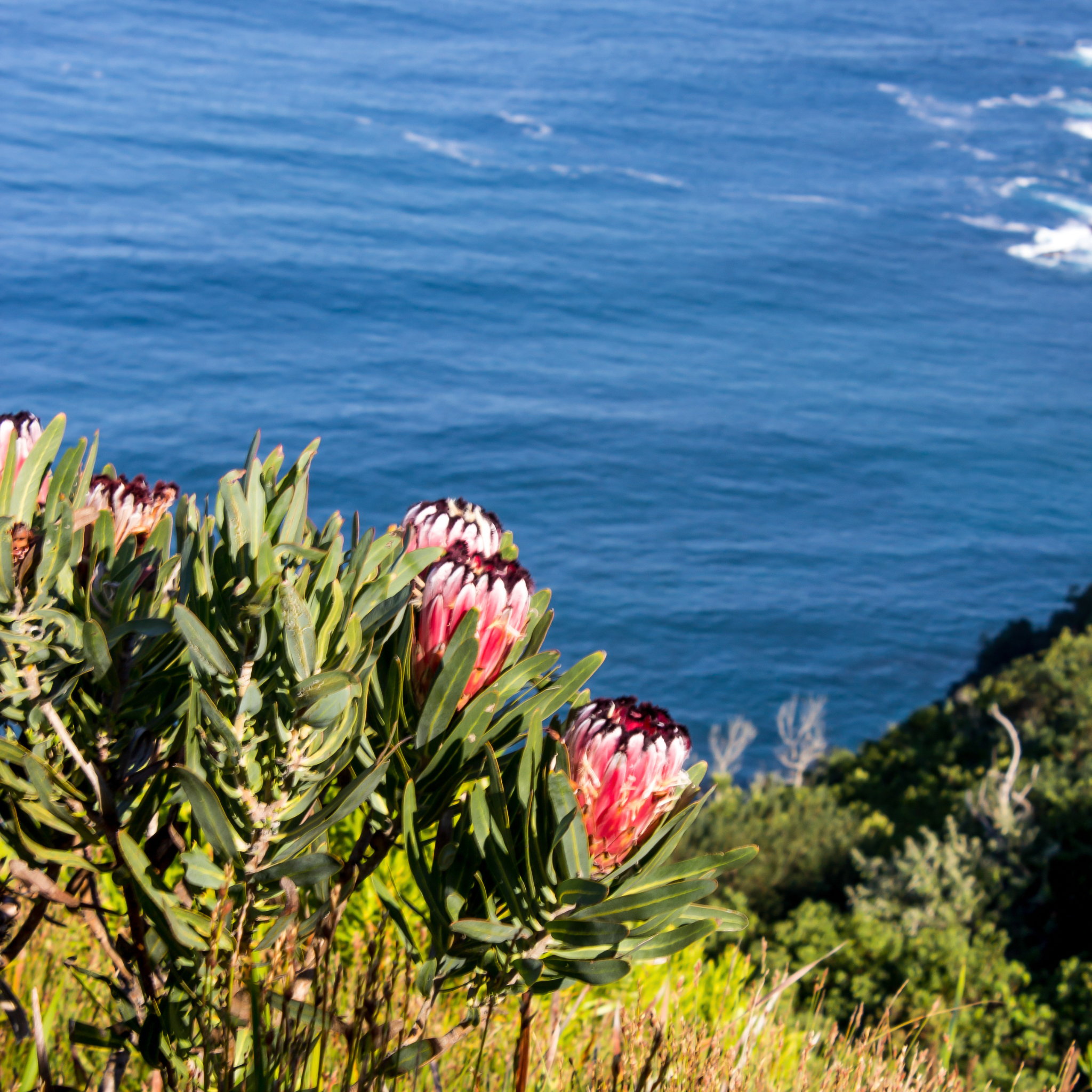 Protea flowers with a blue ocean background